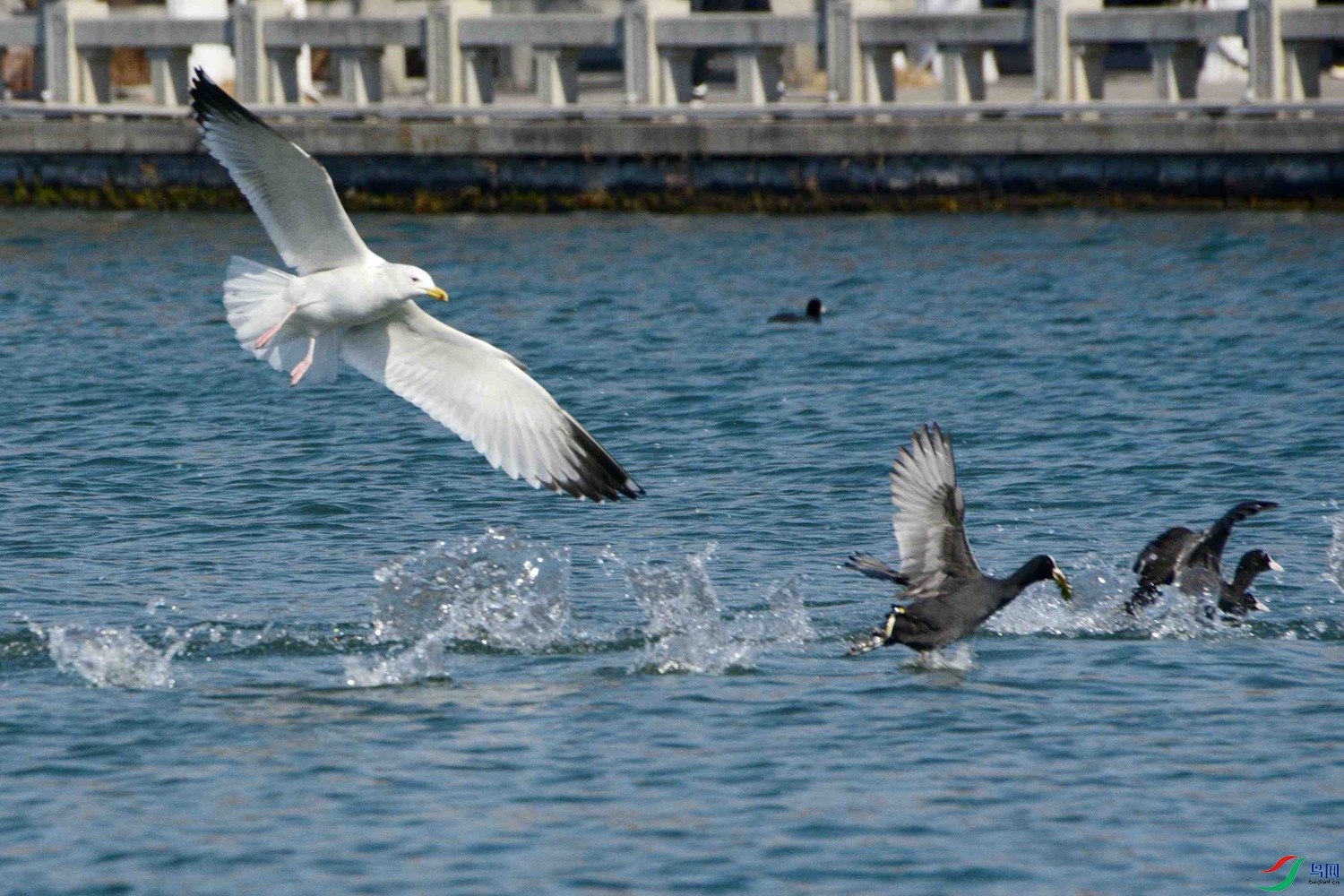 DSC_0979.JPG