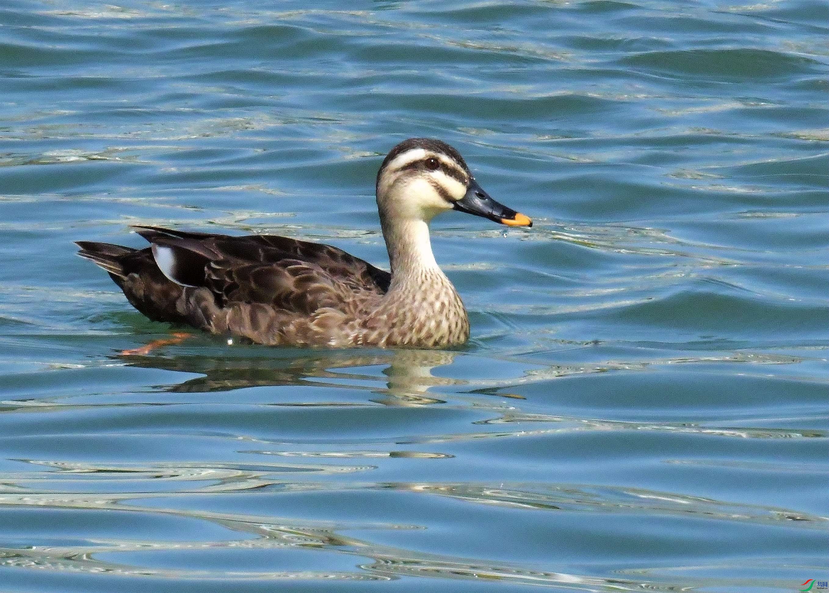 DSC_8618.JPG