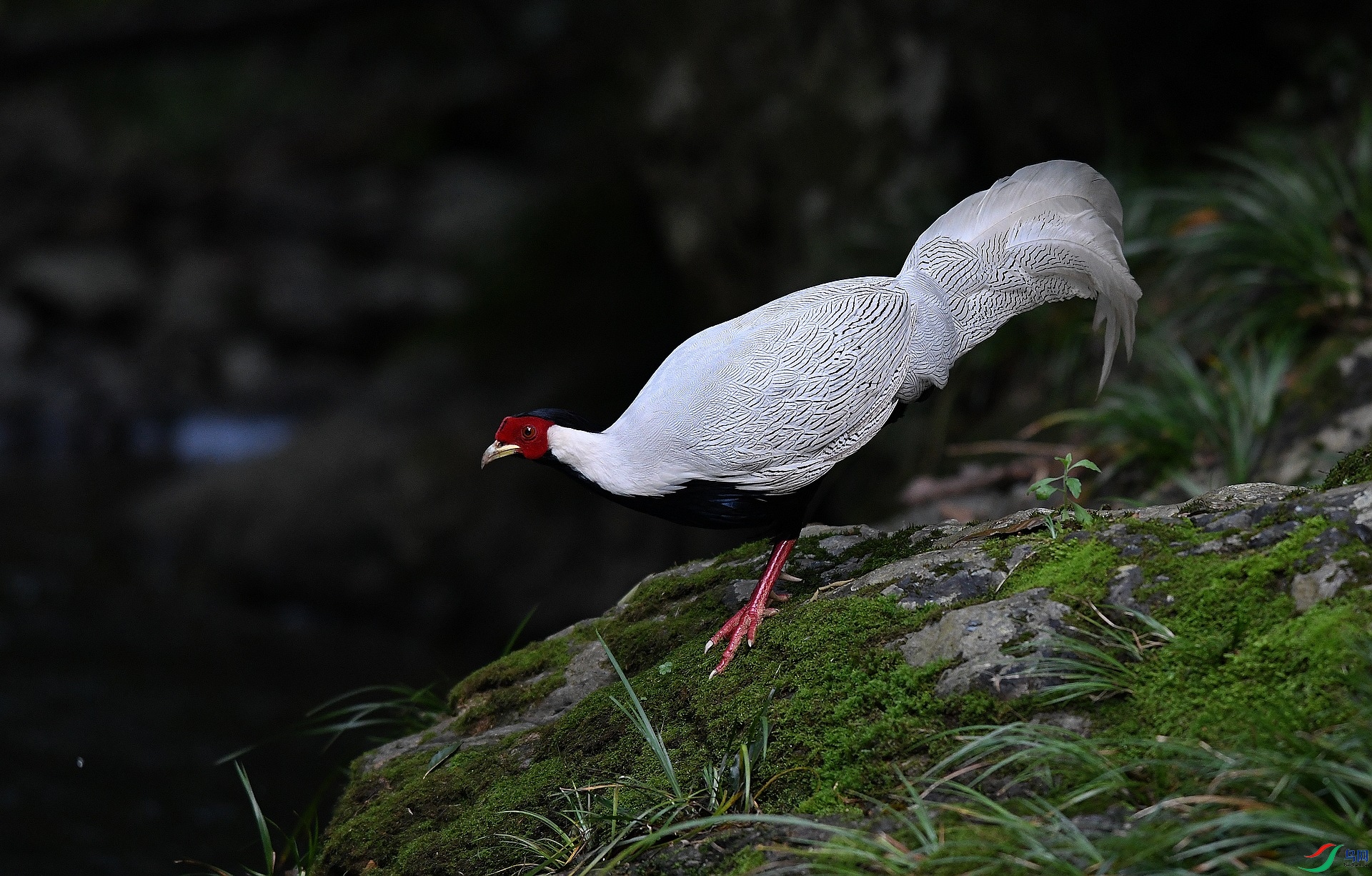 DSC_4380.jpg