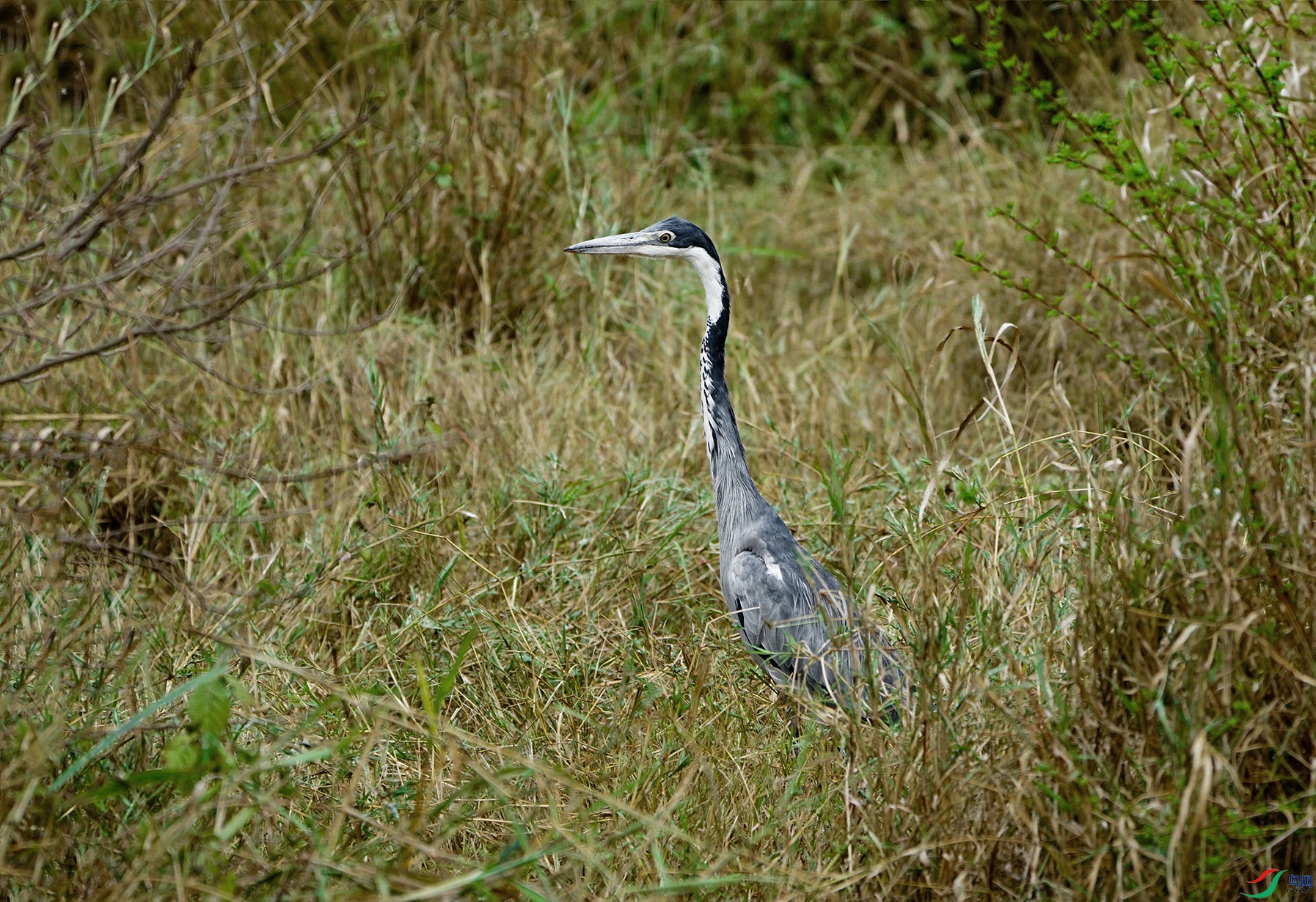 DSC09502-5-7x.jpg