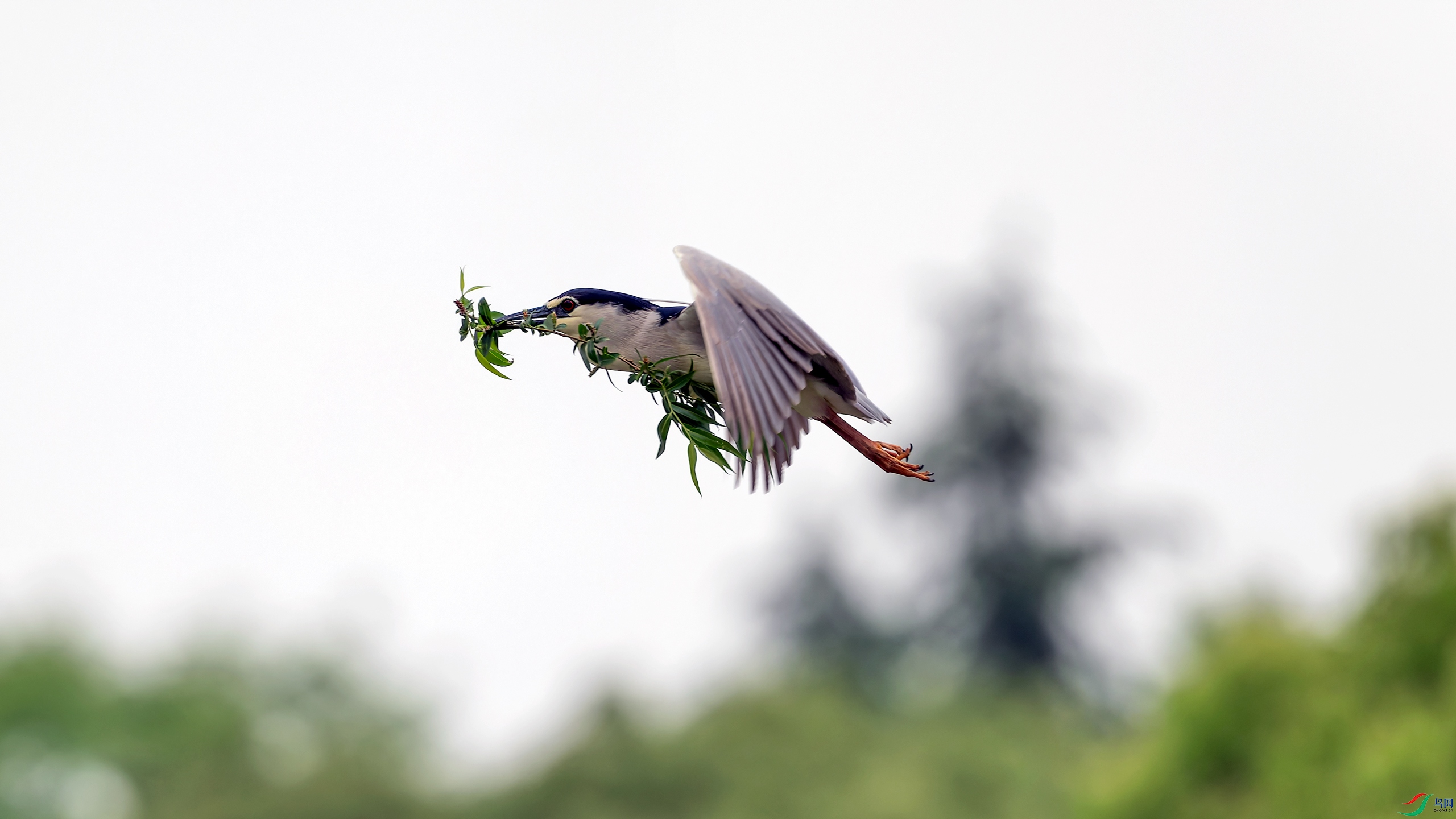 DSC04786_O.jpg