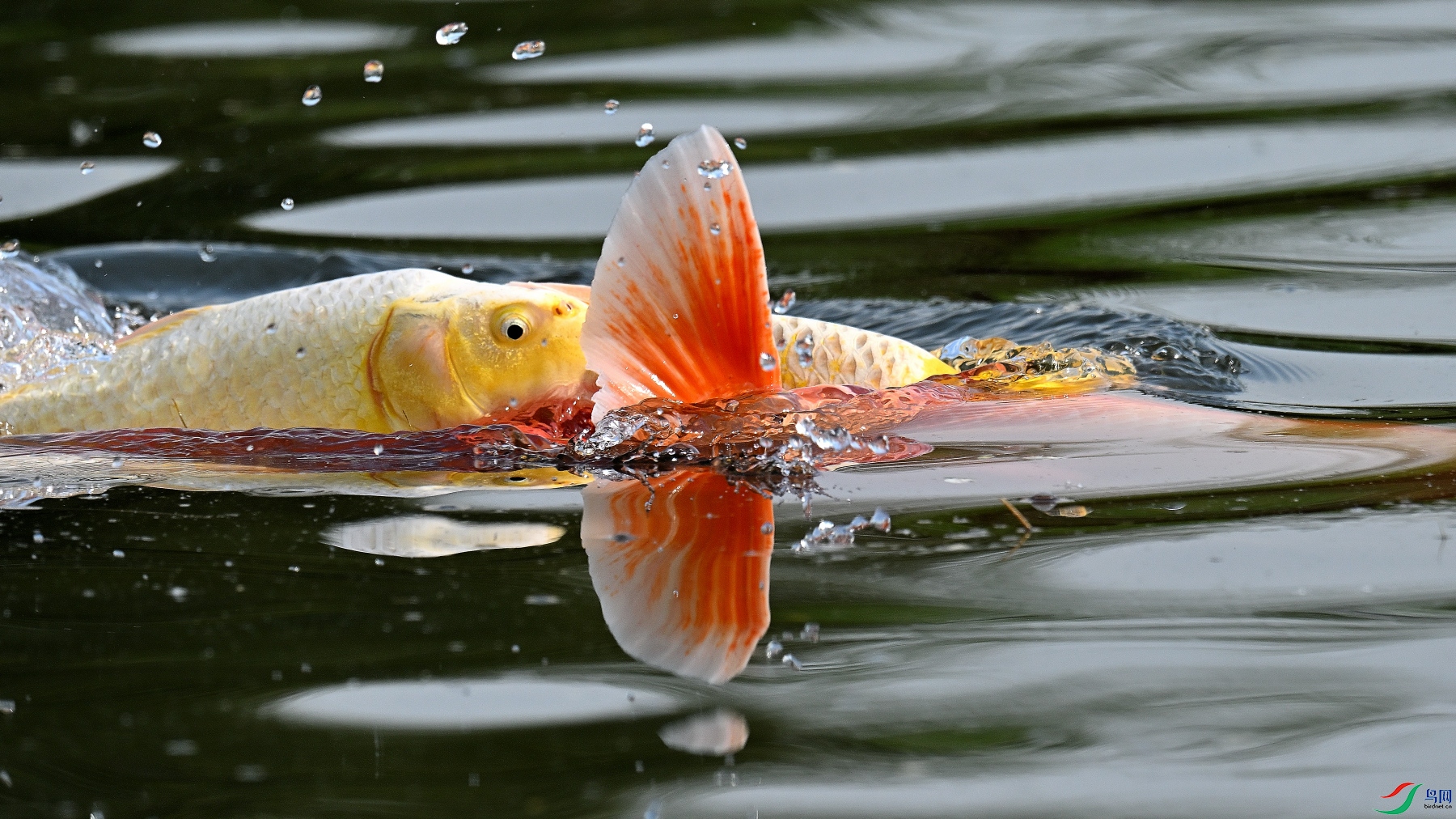 DSC_2662.JPG