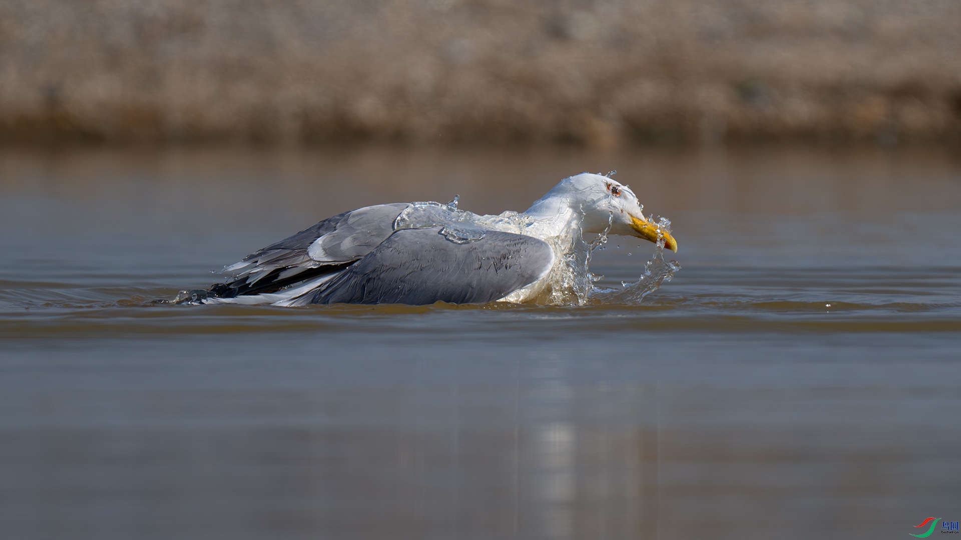 DSC_2012-����ǿ-NR.jpg