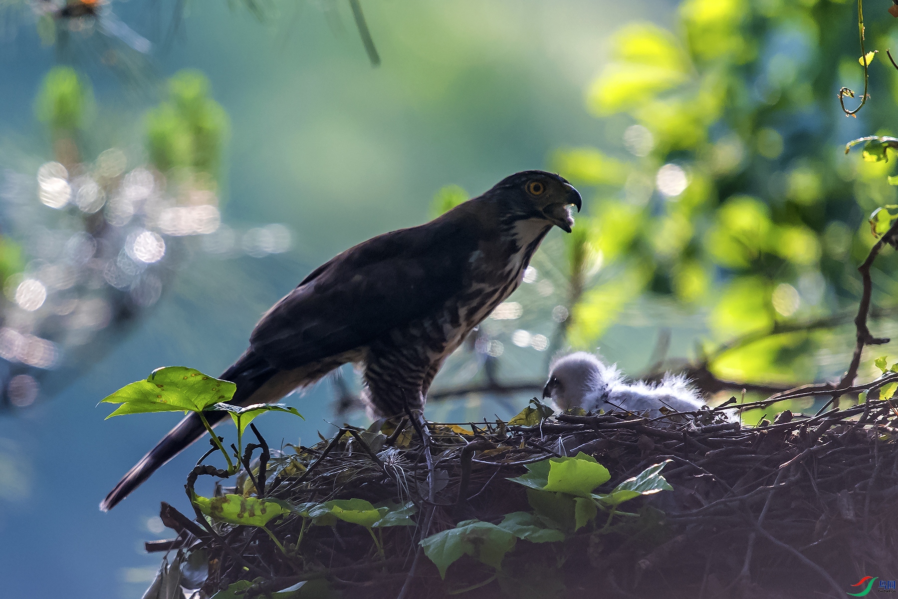 DSC_3170a.jpg