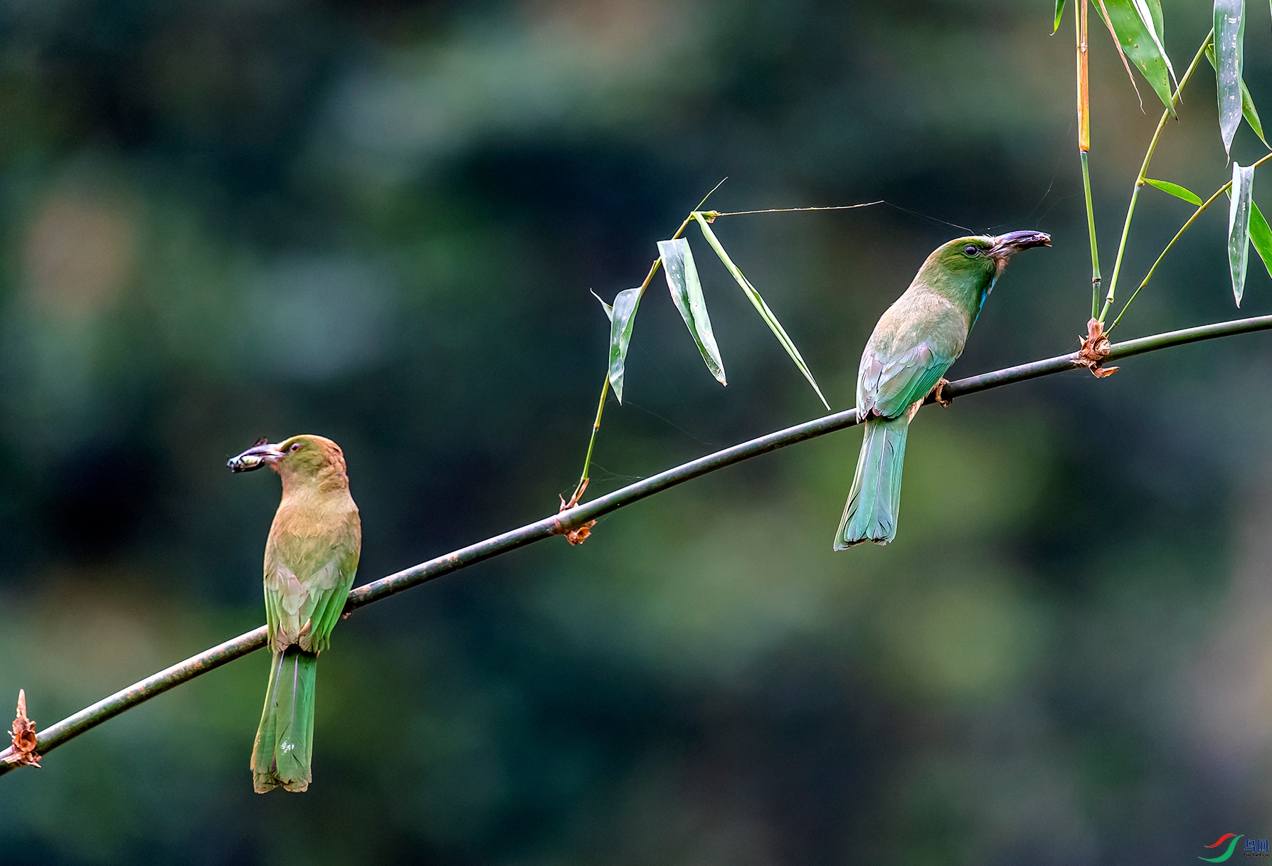 DSC_6877a.jpg