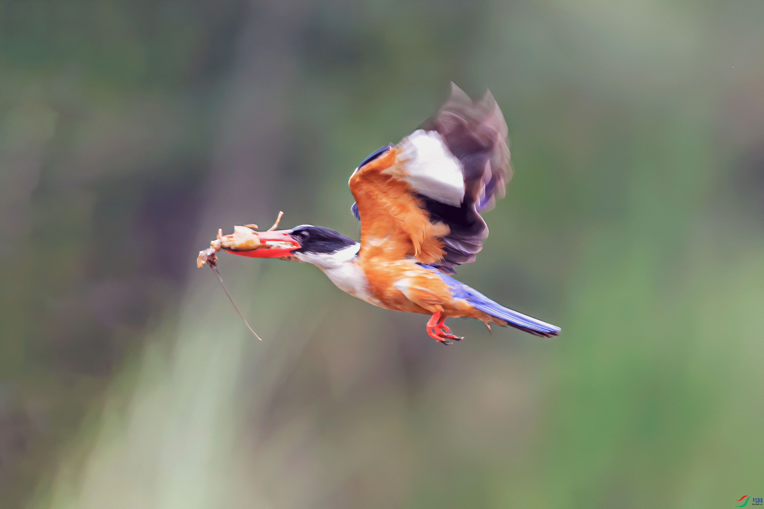 _DSC4778-1.gif