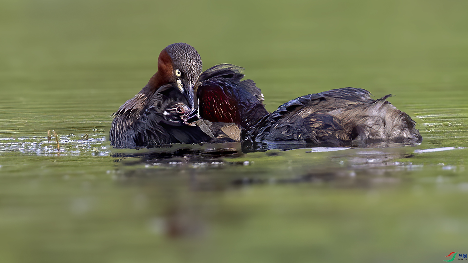 DSC_6772-.jpg