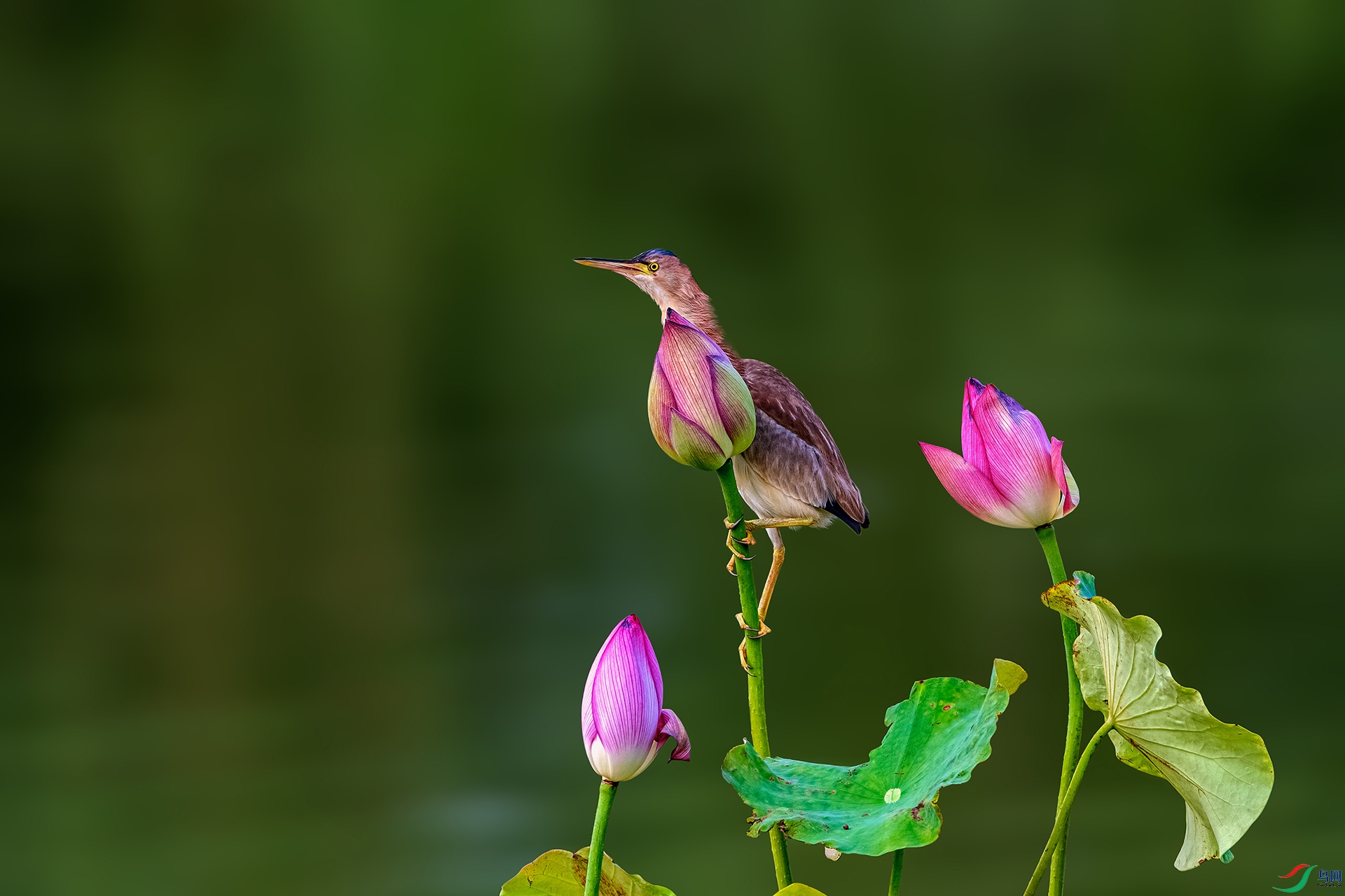 _AUU8134 �Ǹ���Զ(25.7.29).jpg