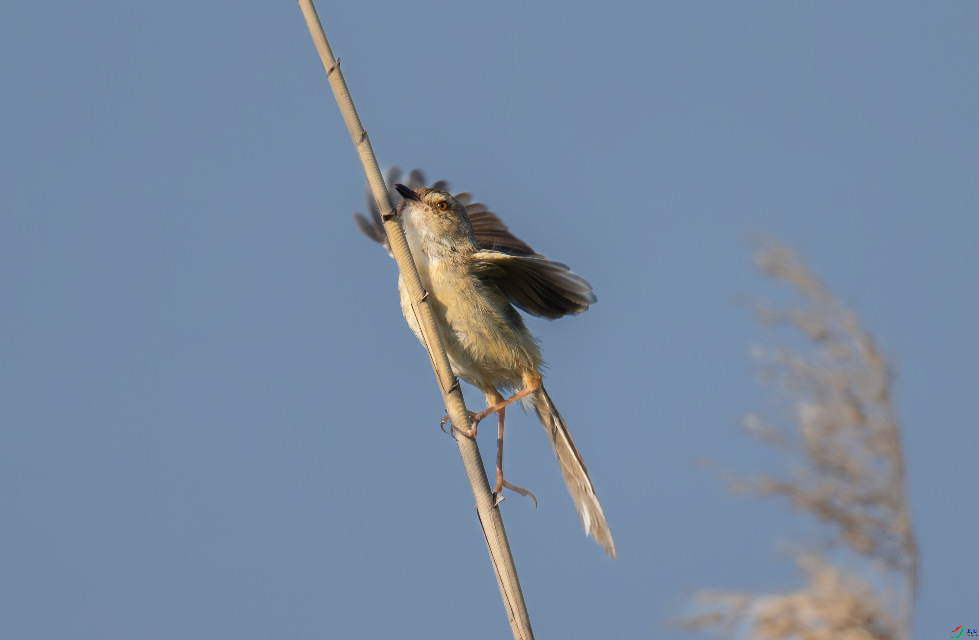 DSC_6361.jpg