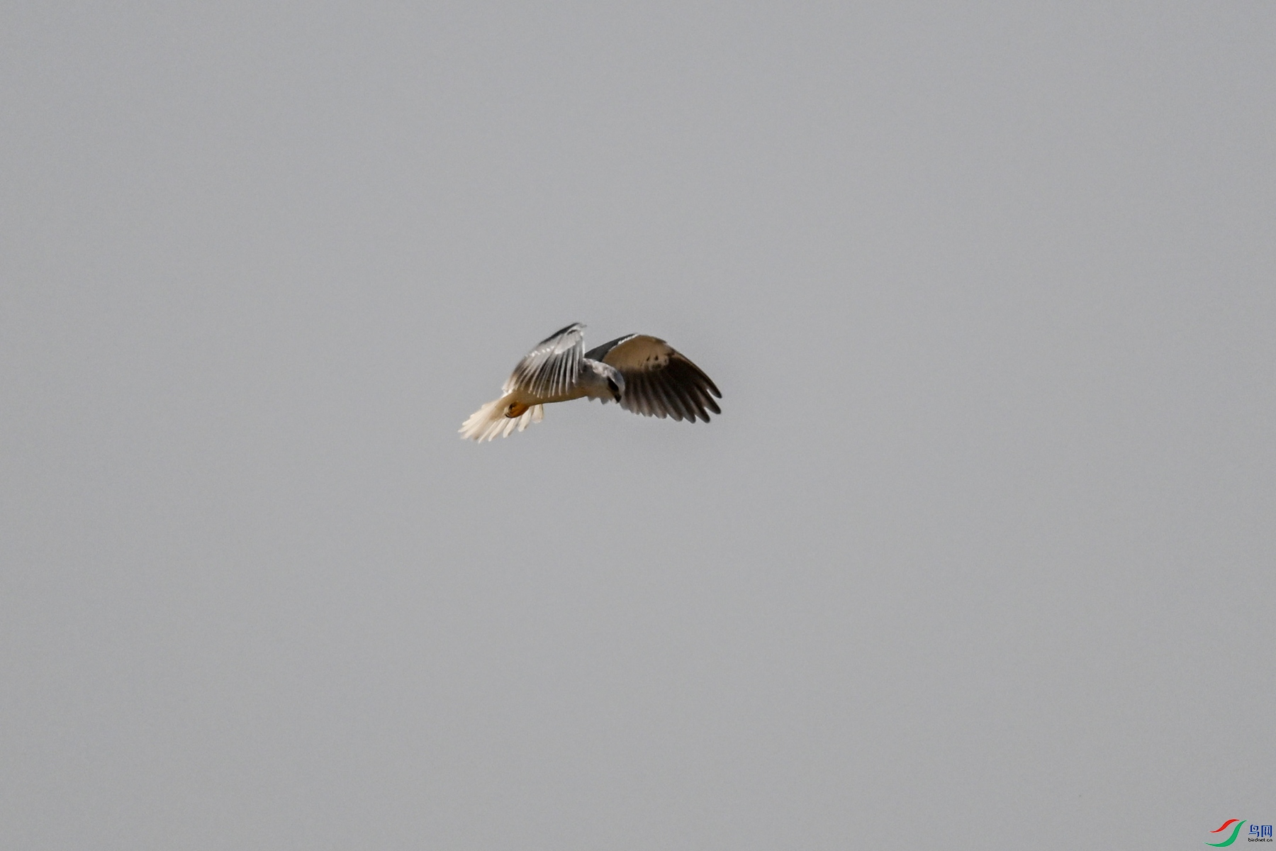 DSC_8175.JPG