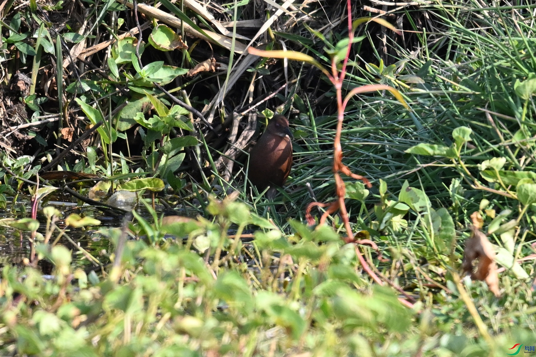 DSC_8218.JPG