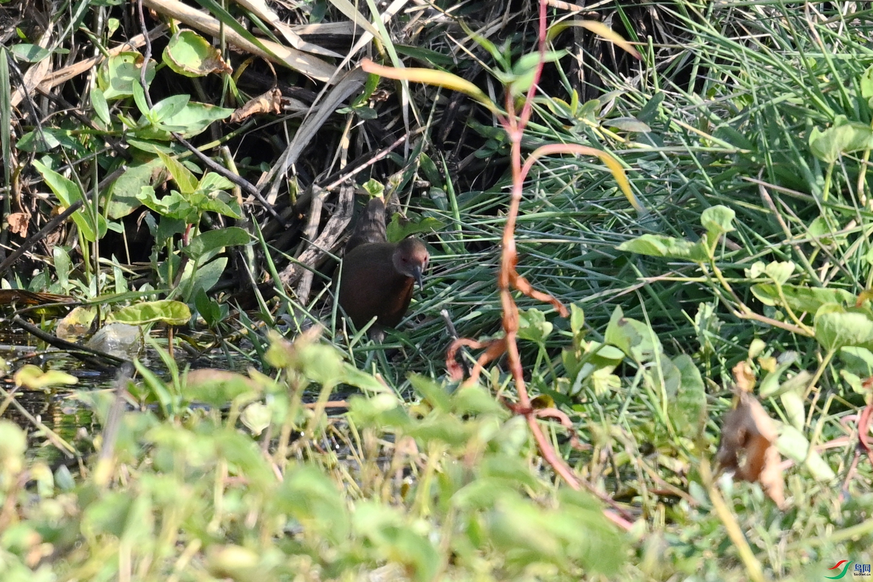 DSC_8220.JPG
