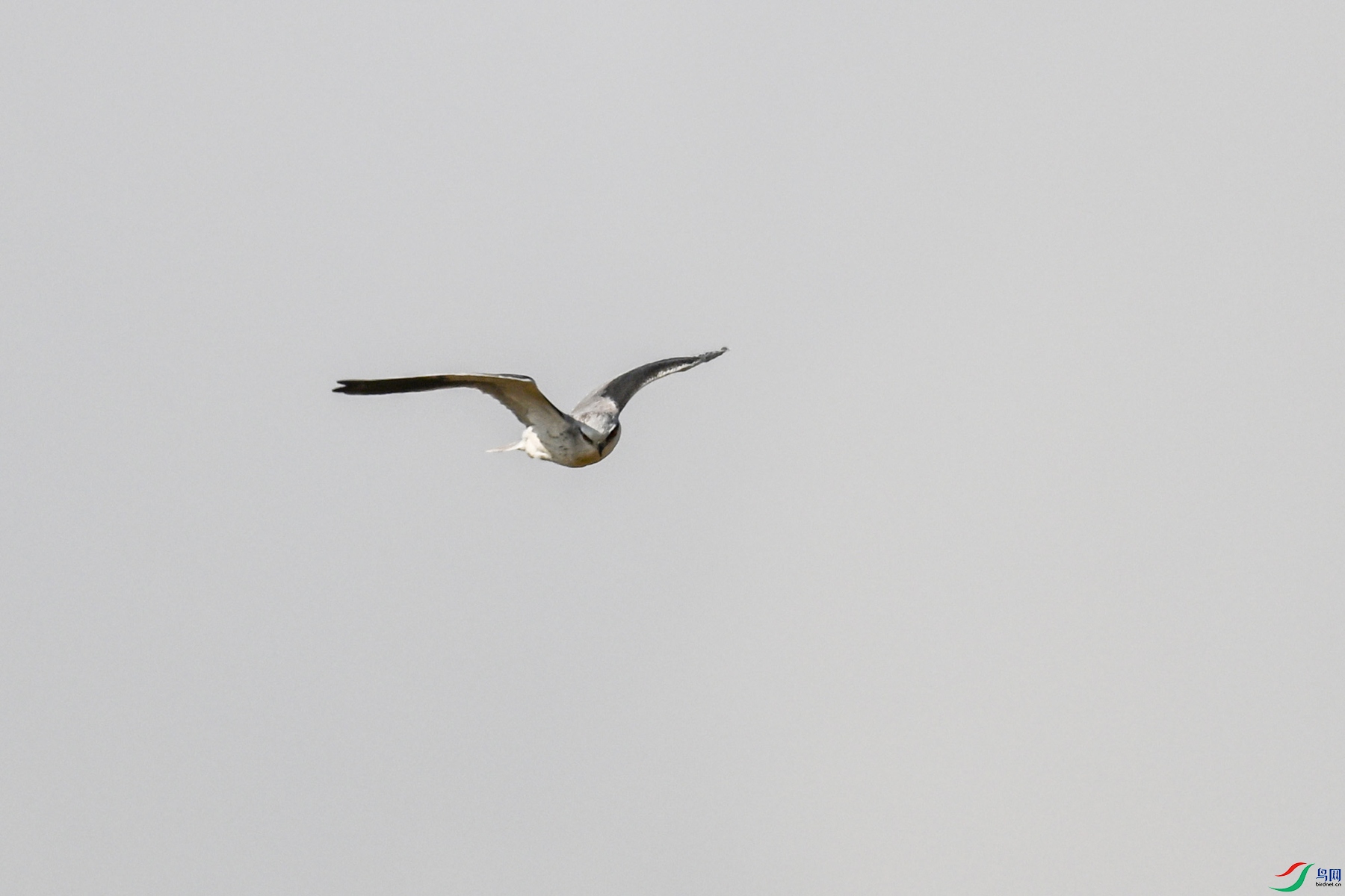DSC_8184.JPG