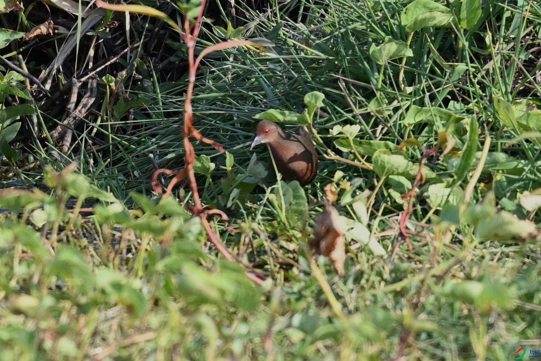 DSC_8222.JPG