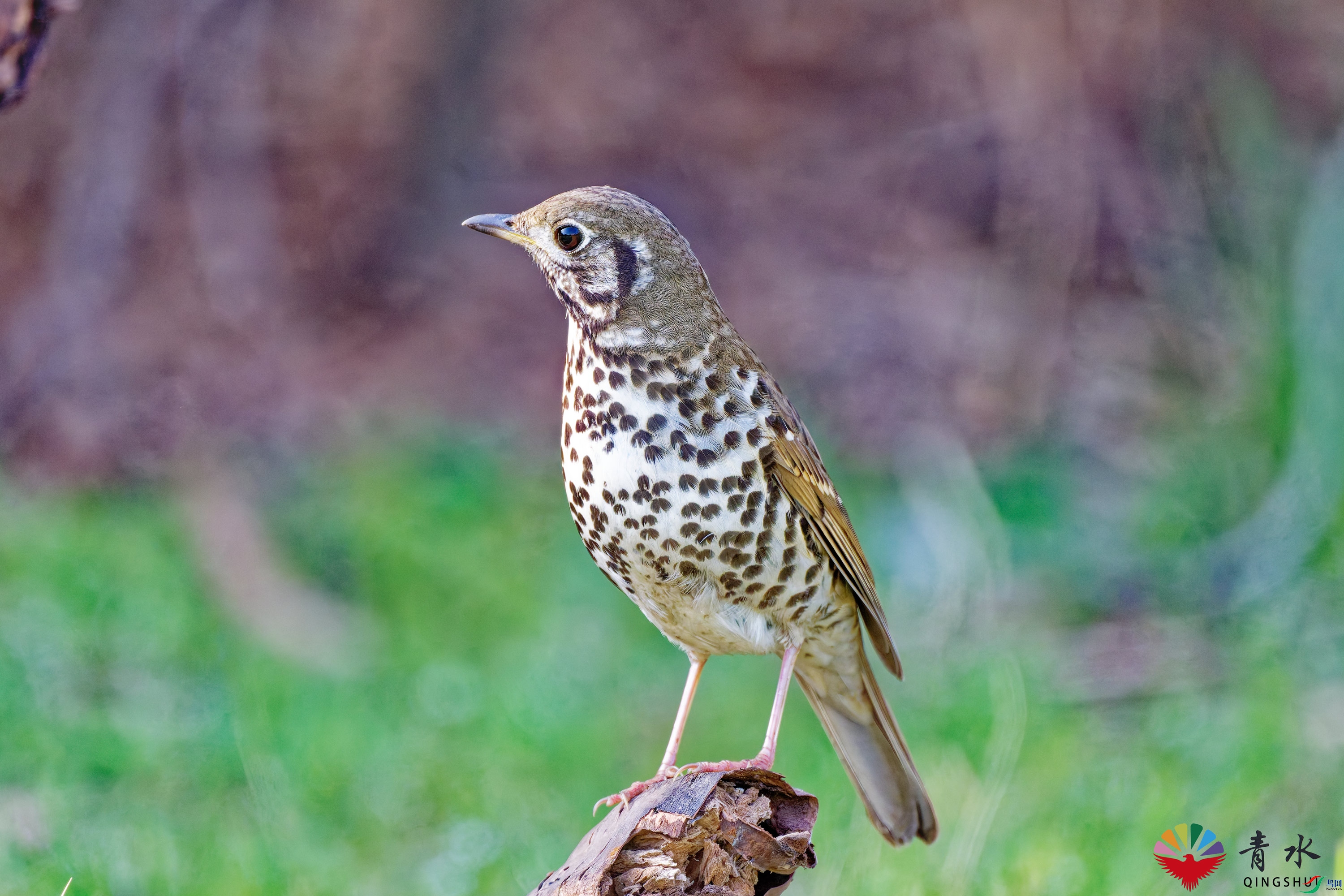 DSC_8955.jpg