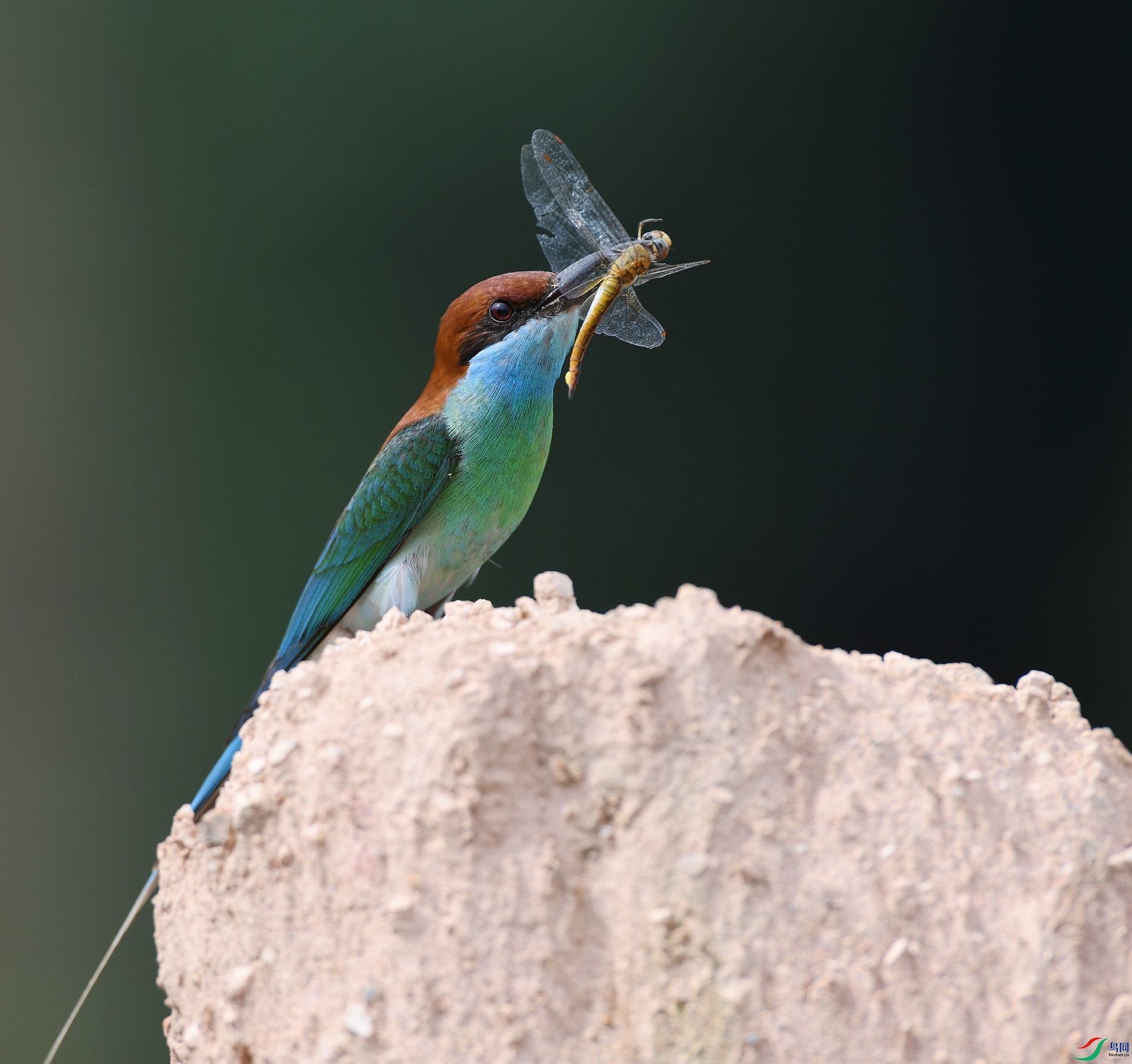 DSC_8683.jpg