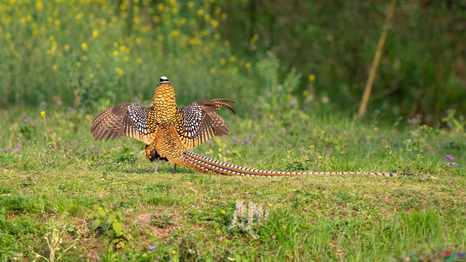 DSC02325 ����.jpg