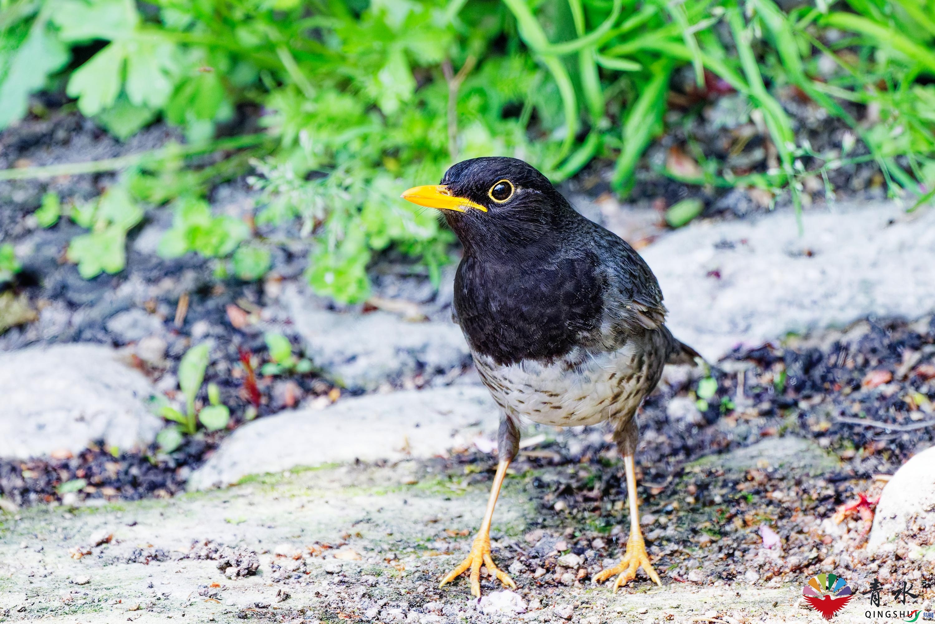 DSC_5261_DxO.jpg