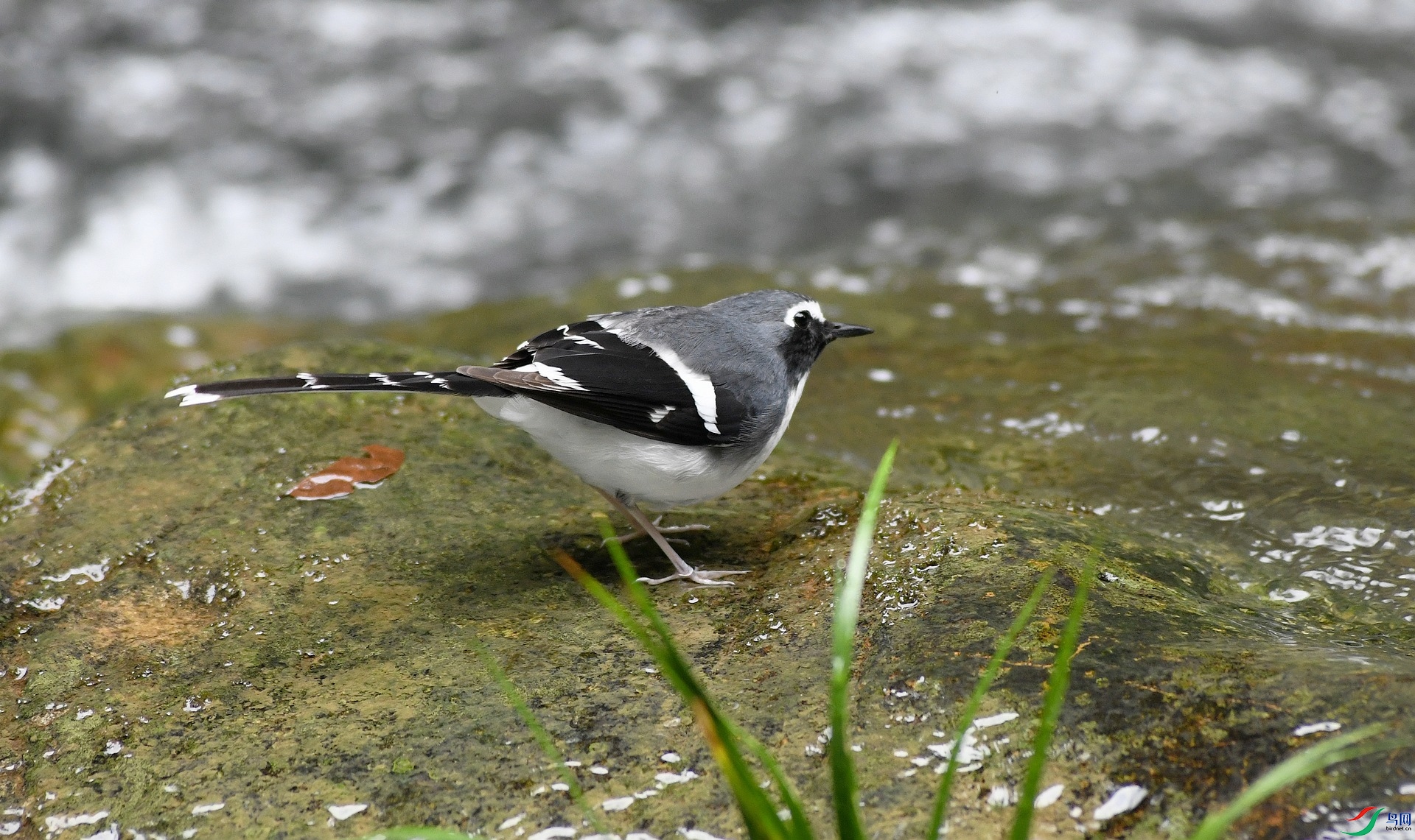 DSC_9731.jpg
