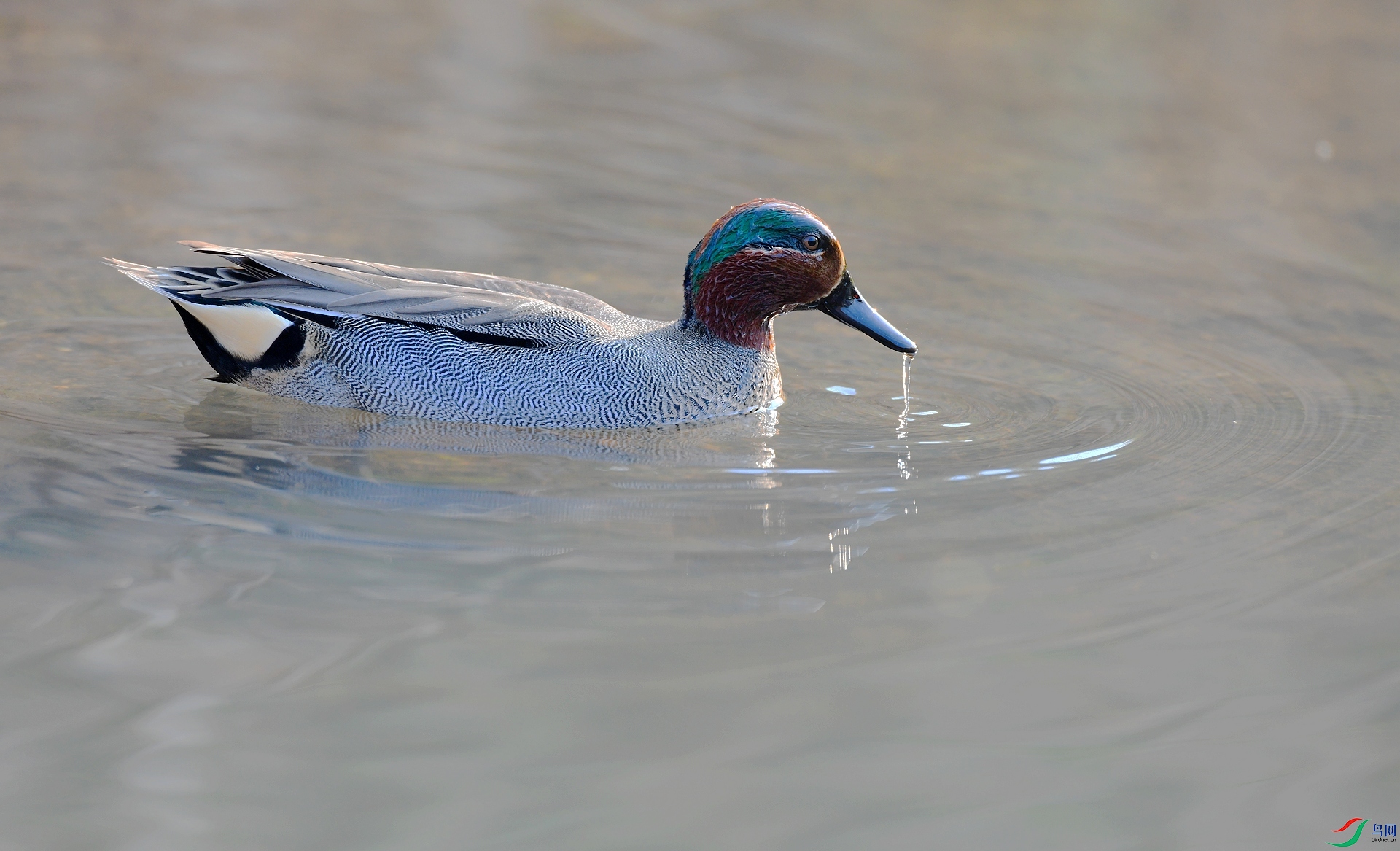 DSC_8996.jpg