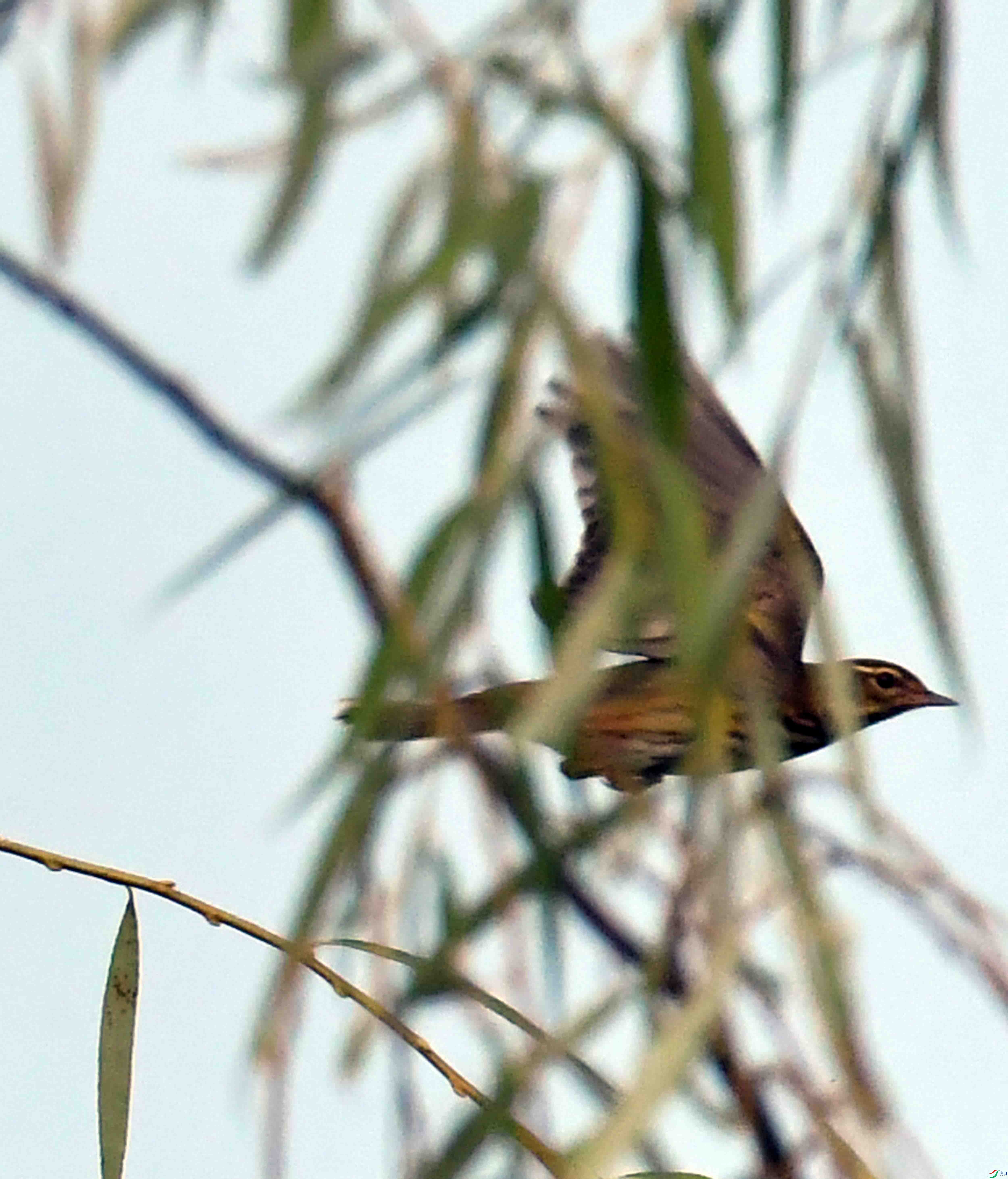 DSC_4484.JPG