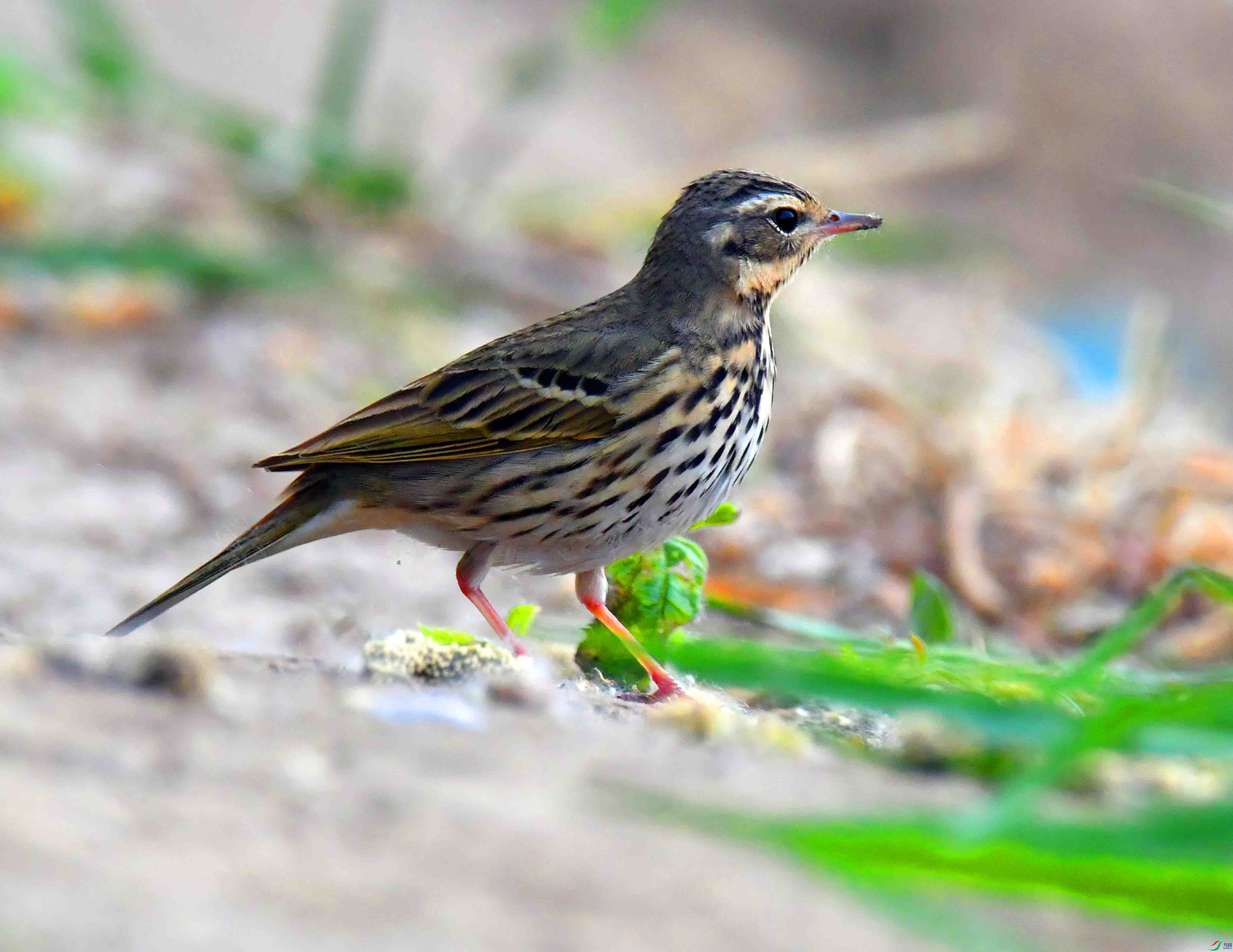 DSC_7632.JPG