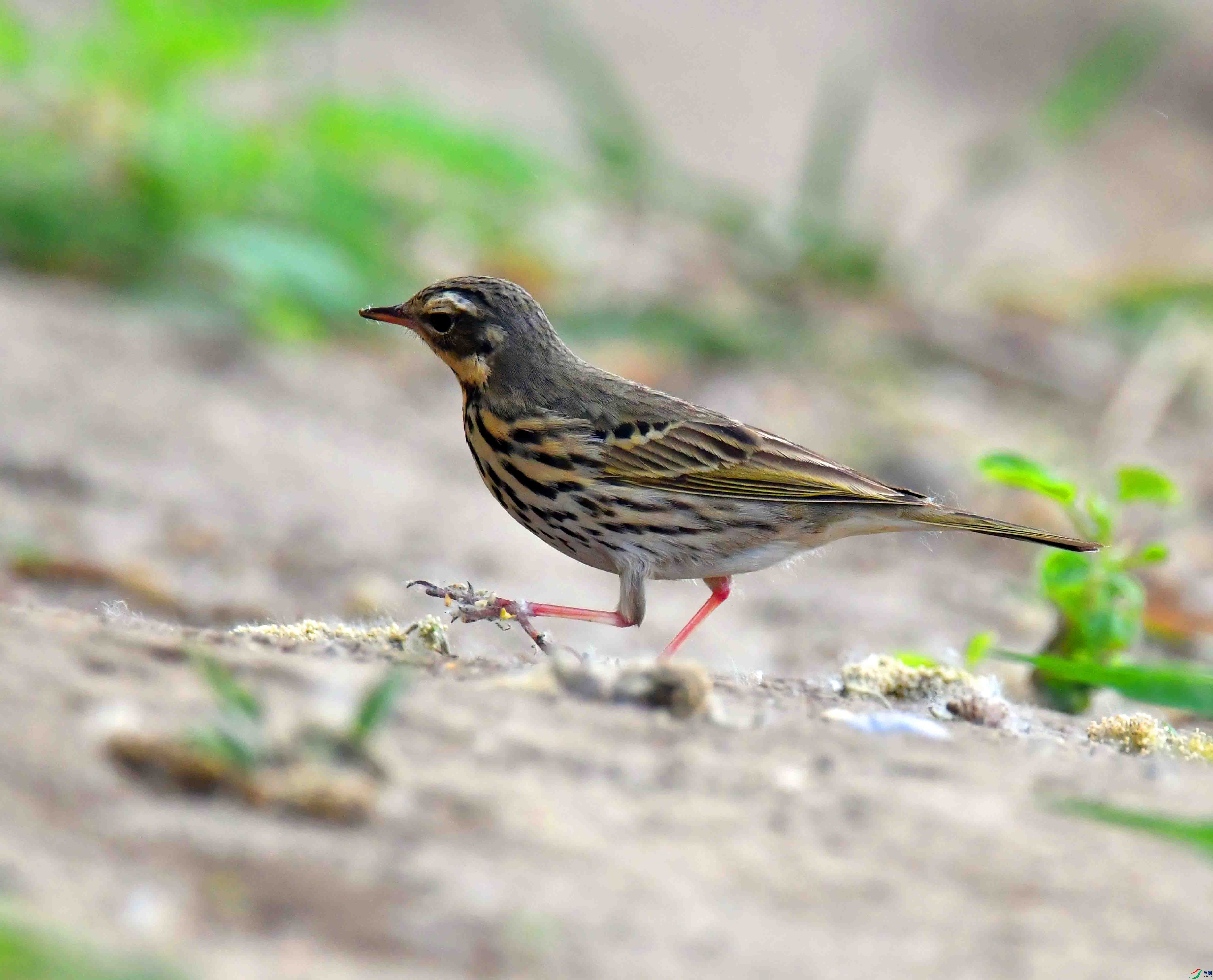 DSC_7636.JPG