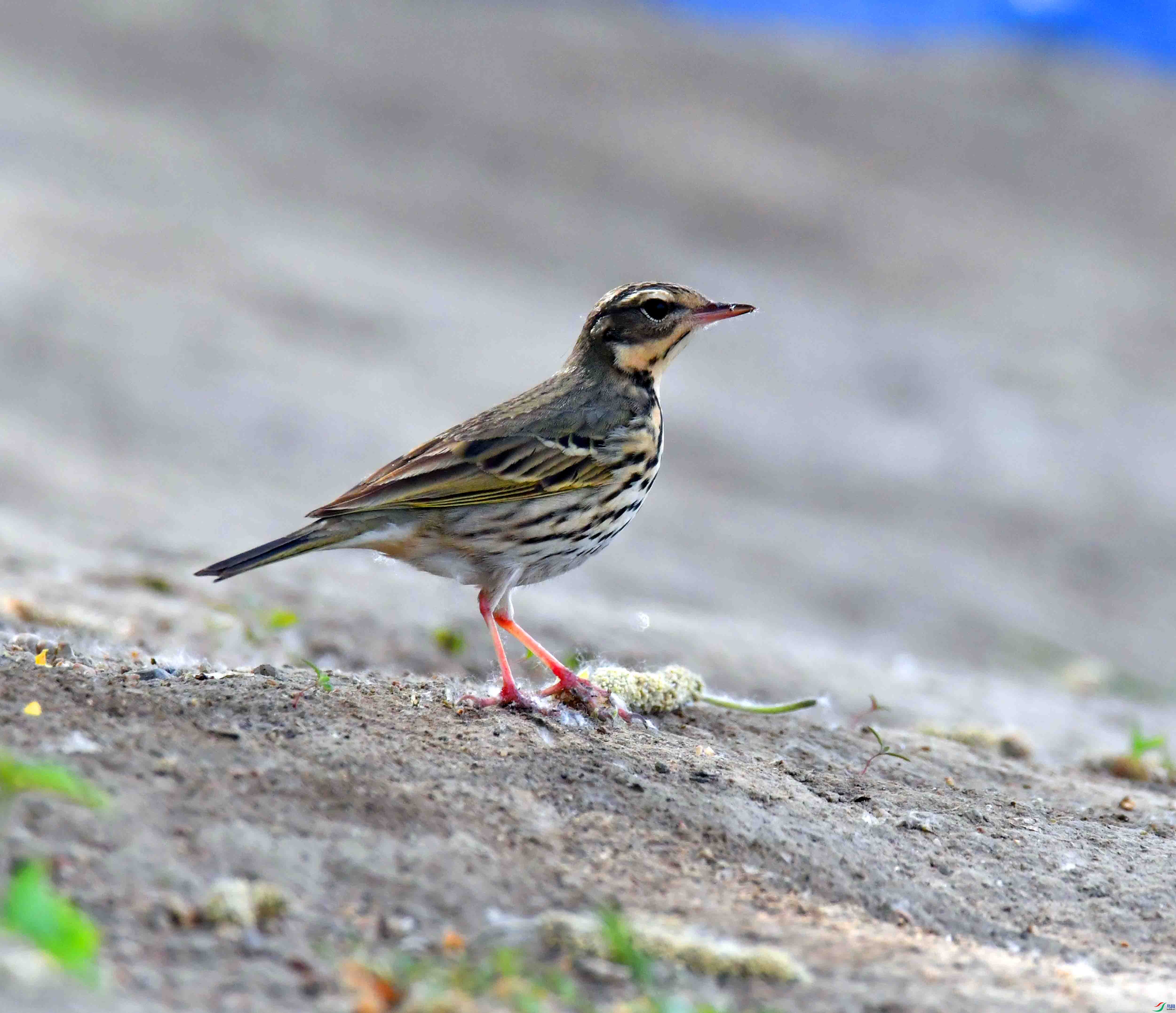 DSC_7645.JPG