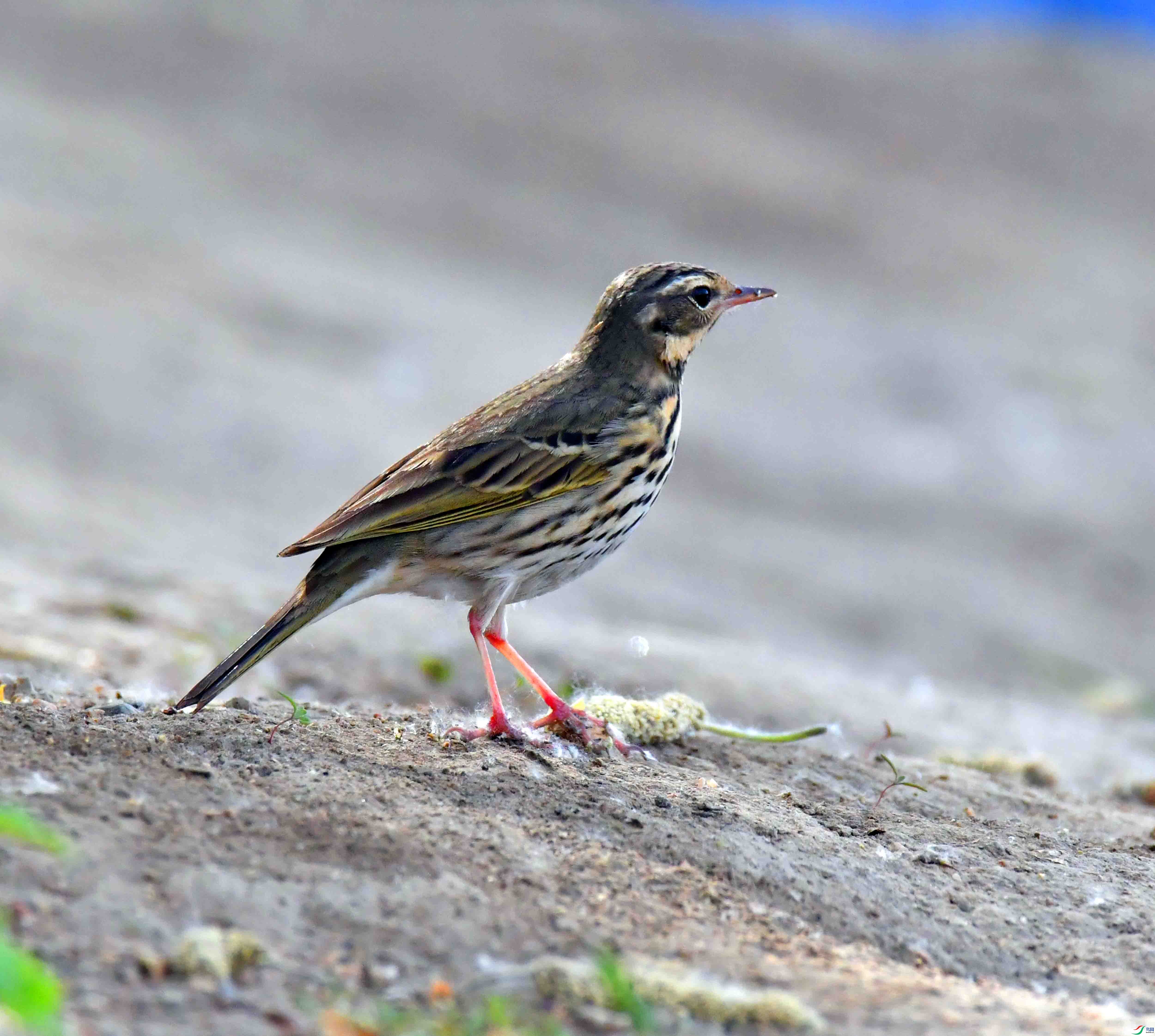 DSC_7650.JPG
