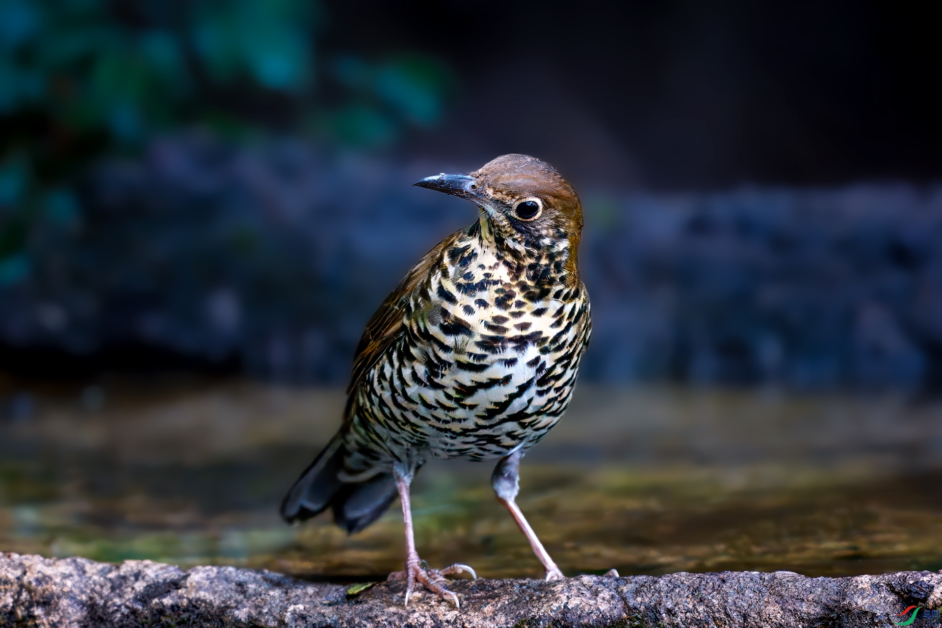 0_DSC3561-topaz-rawdenoise.jpg