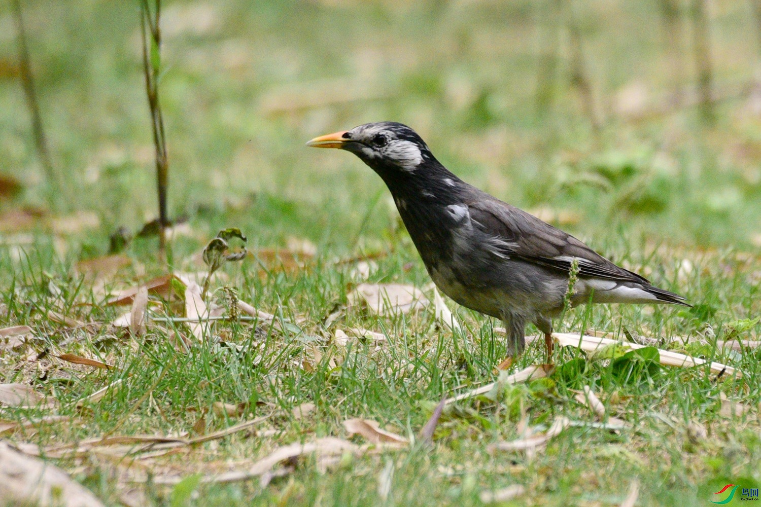 DSC_0622.JPG