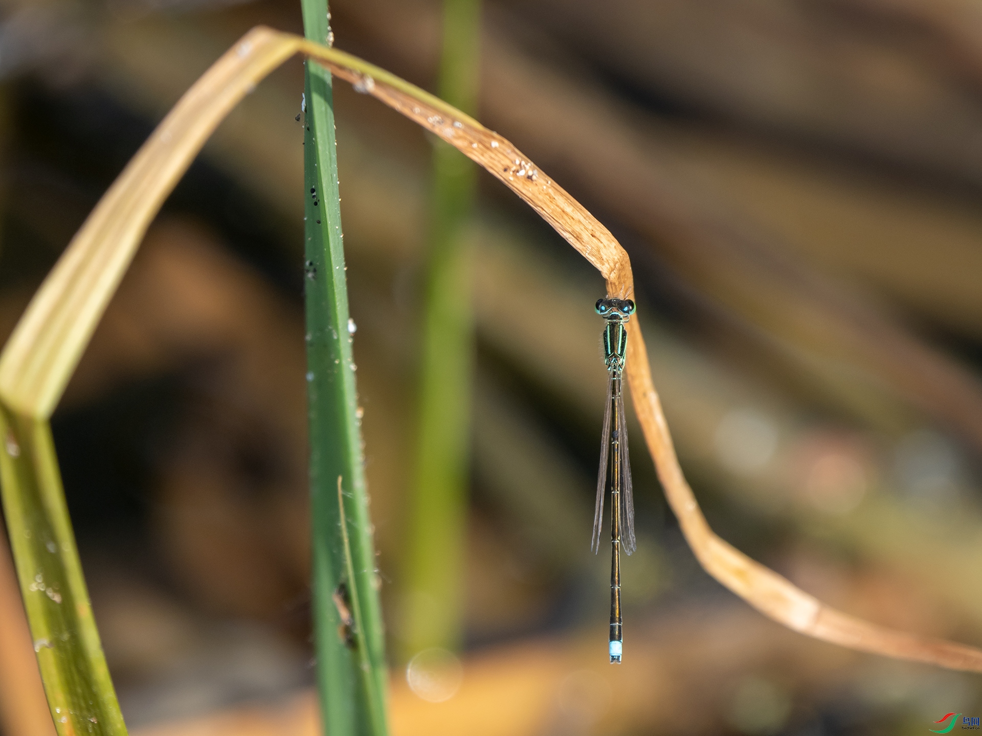 P4259158.jpg