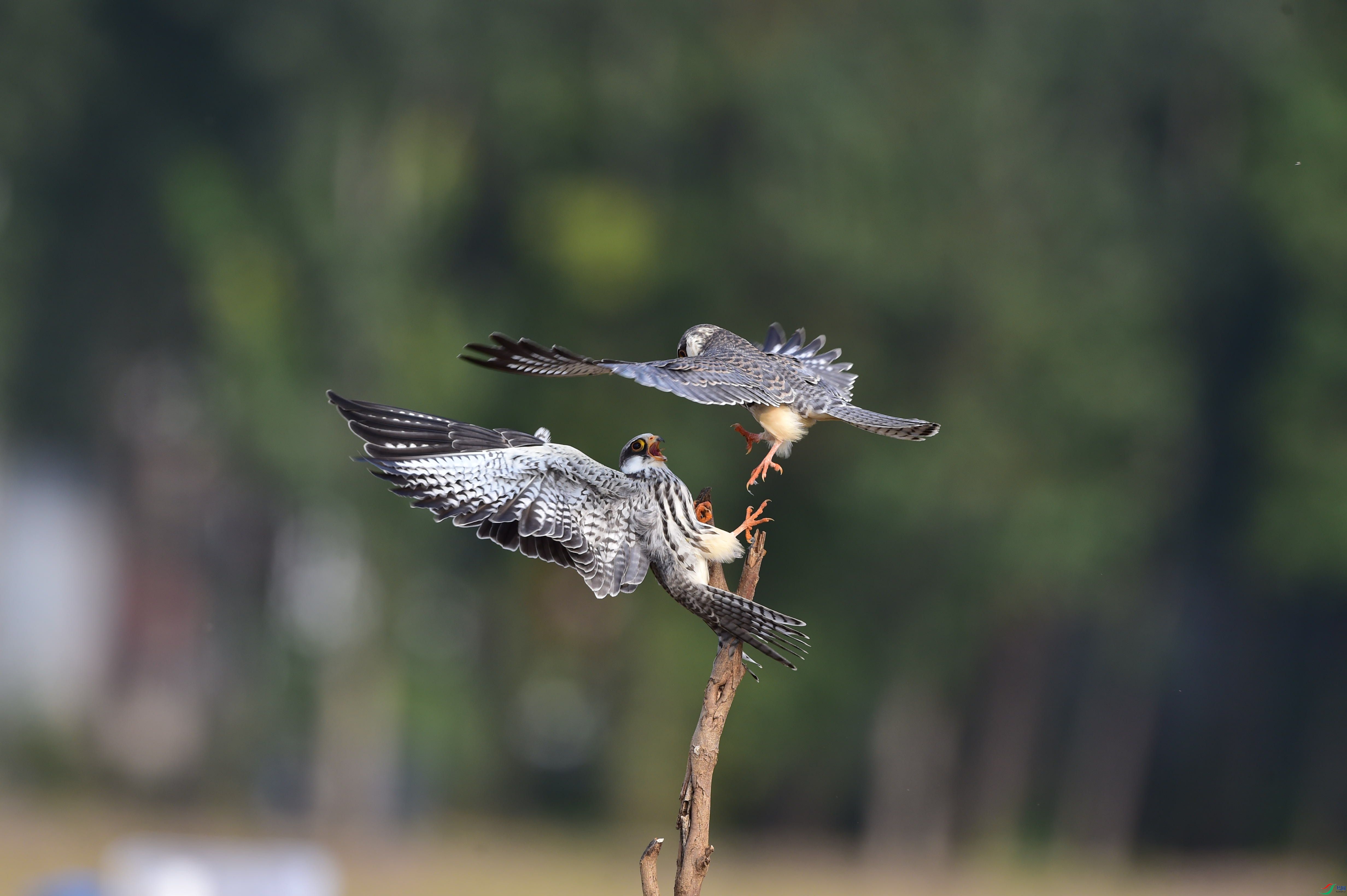 DSC_8059_����.jpg