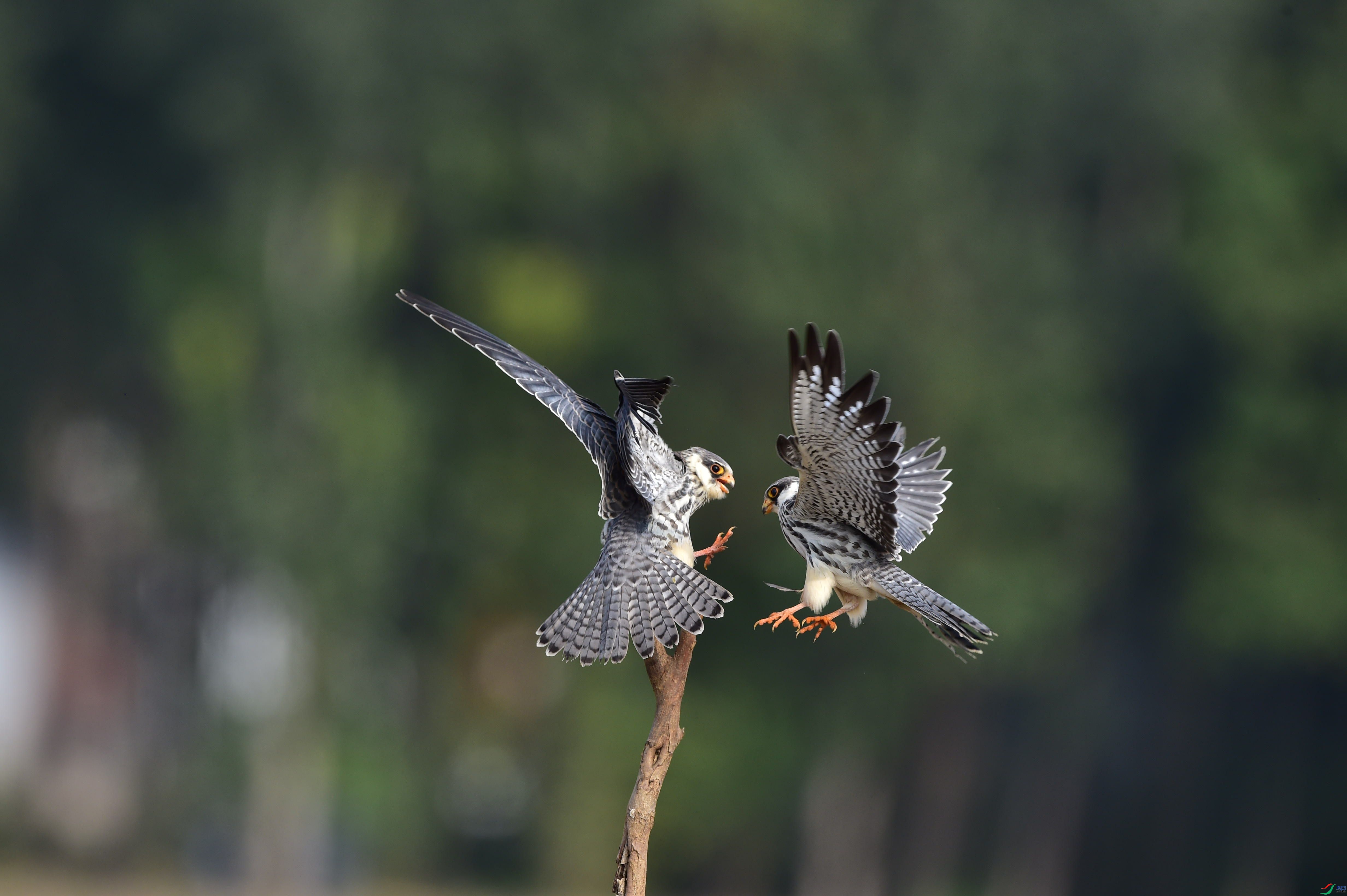 DSC_7837_����.jpg