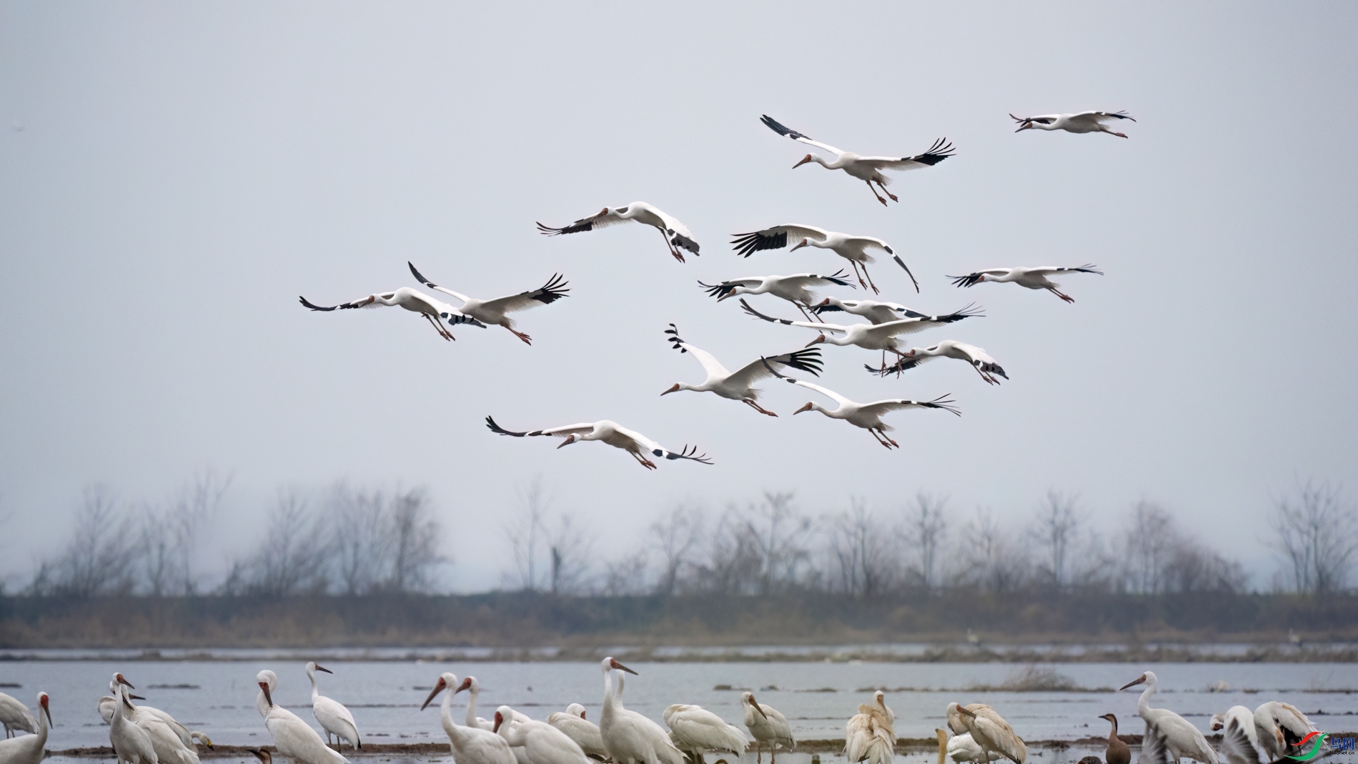 DSC_9460sen2026-2-27-47-�༭.jpg