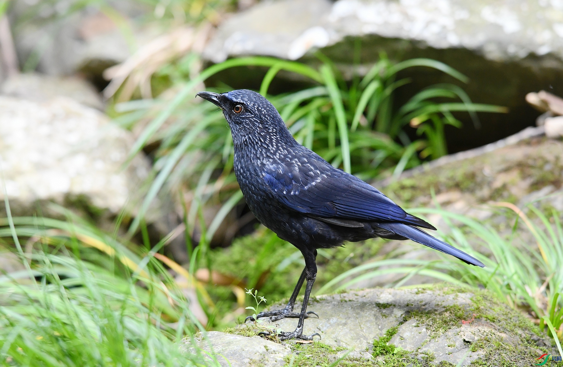 DSC_5739.jpg