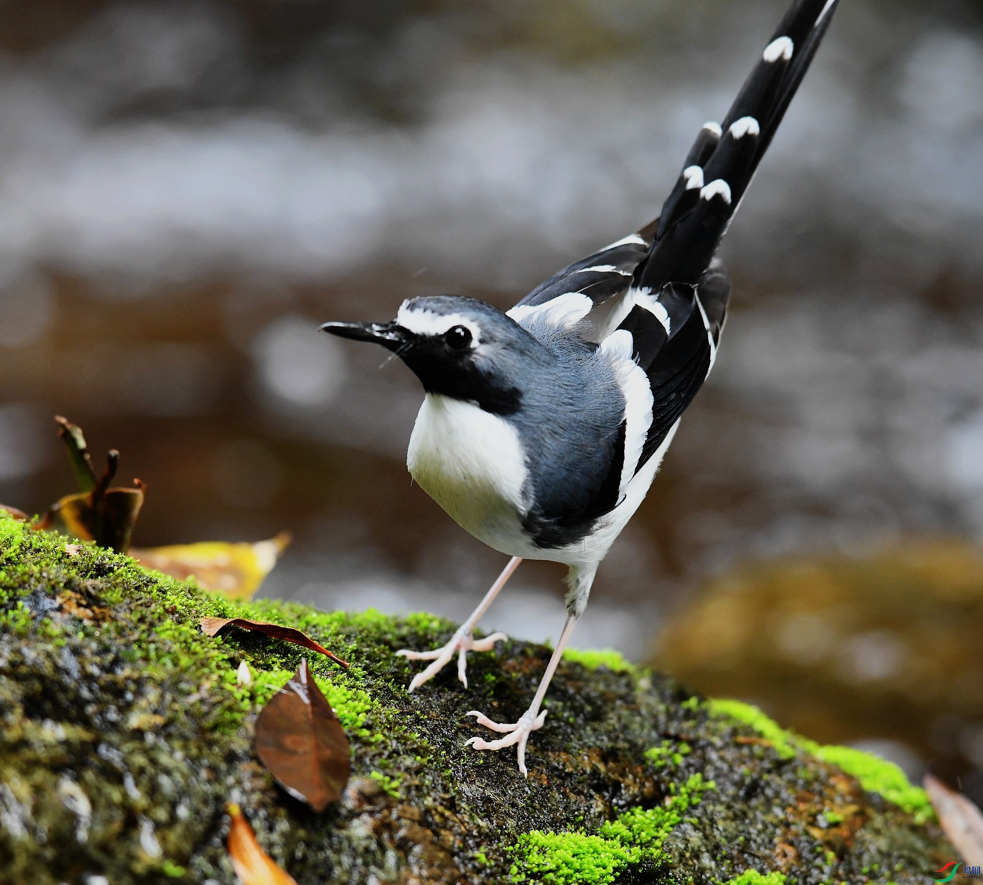 DSC_5960.jpg