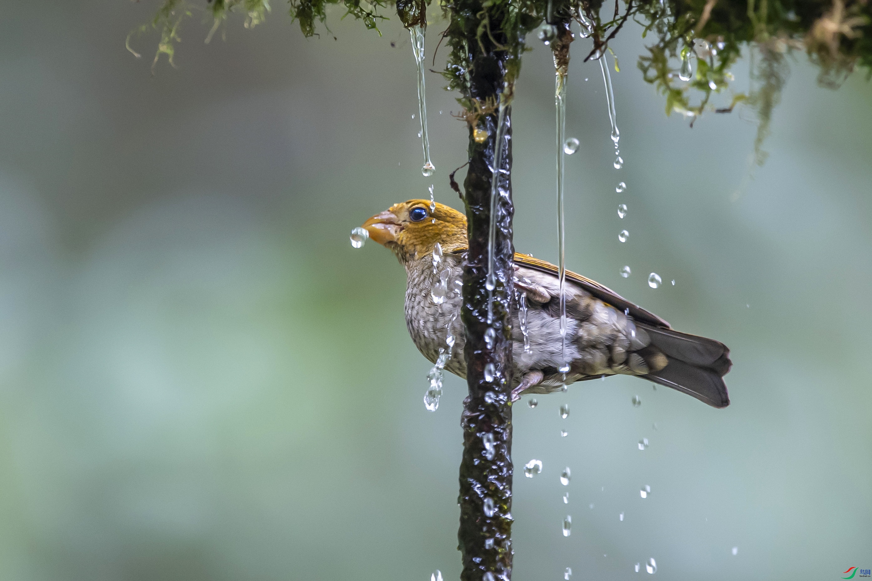 DSC_1787_1.jpg
