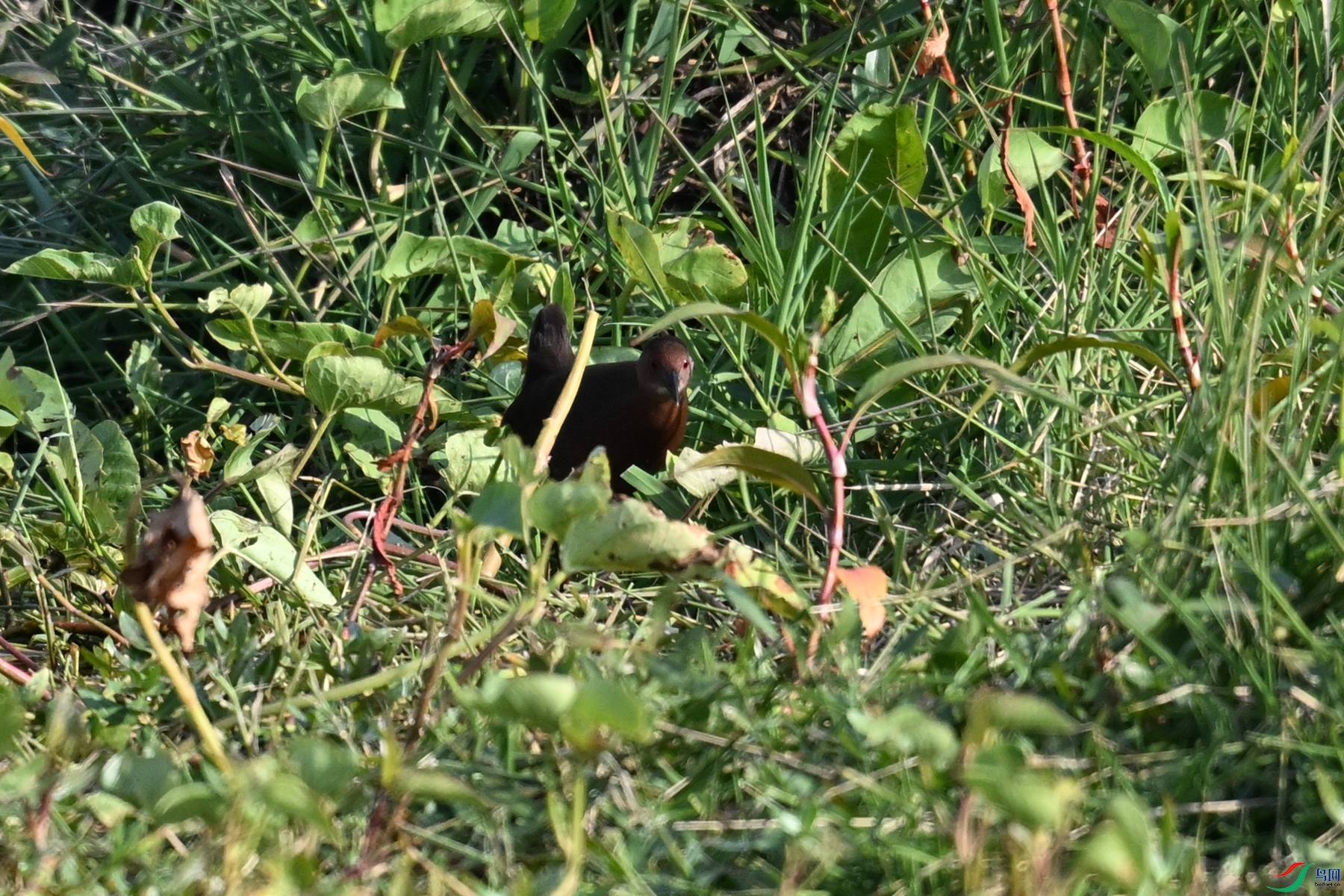 DSC_8229.JPG