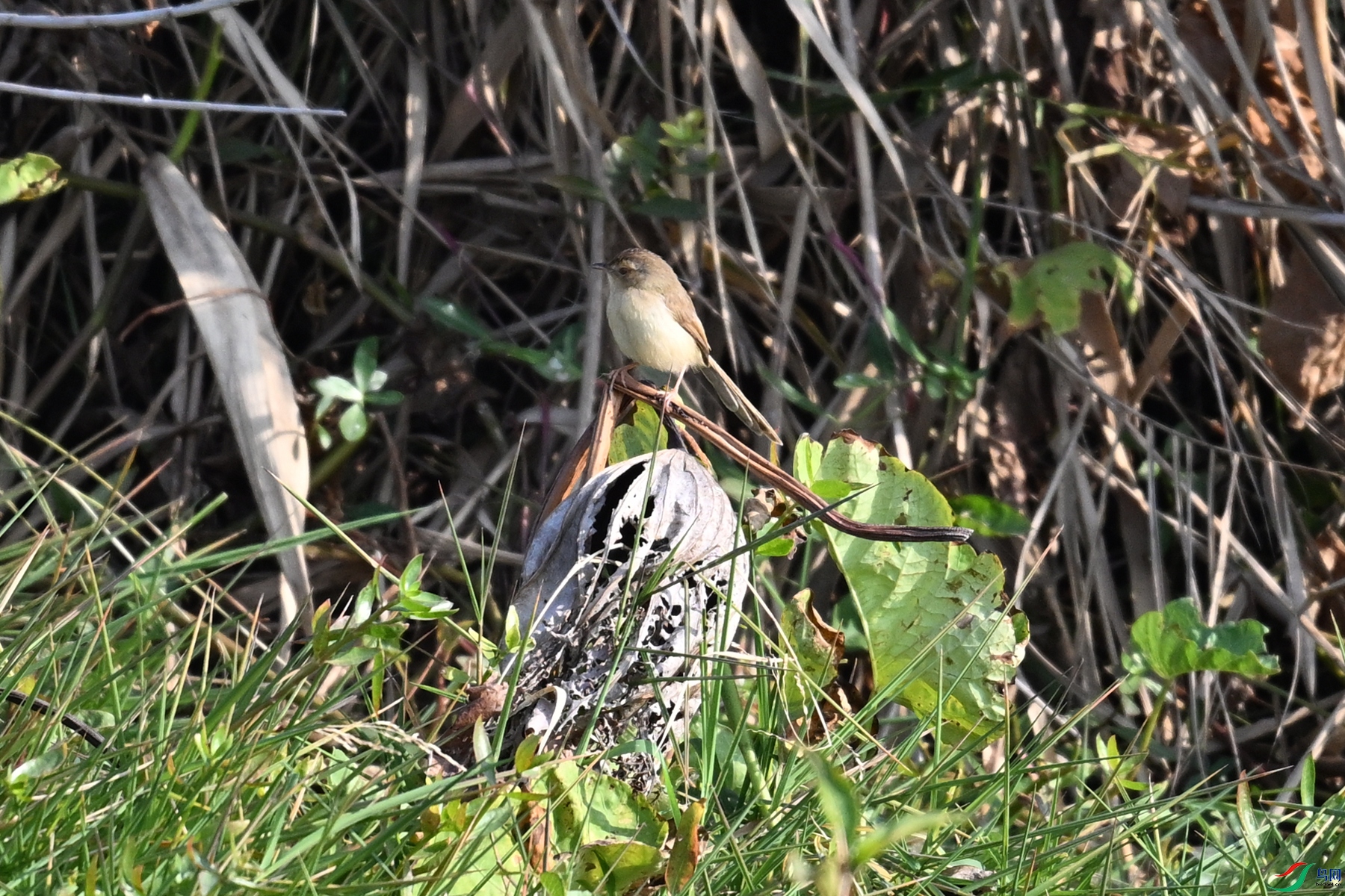 DSC_8231.JPG
