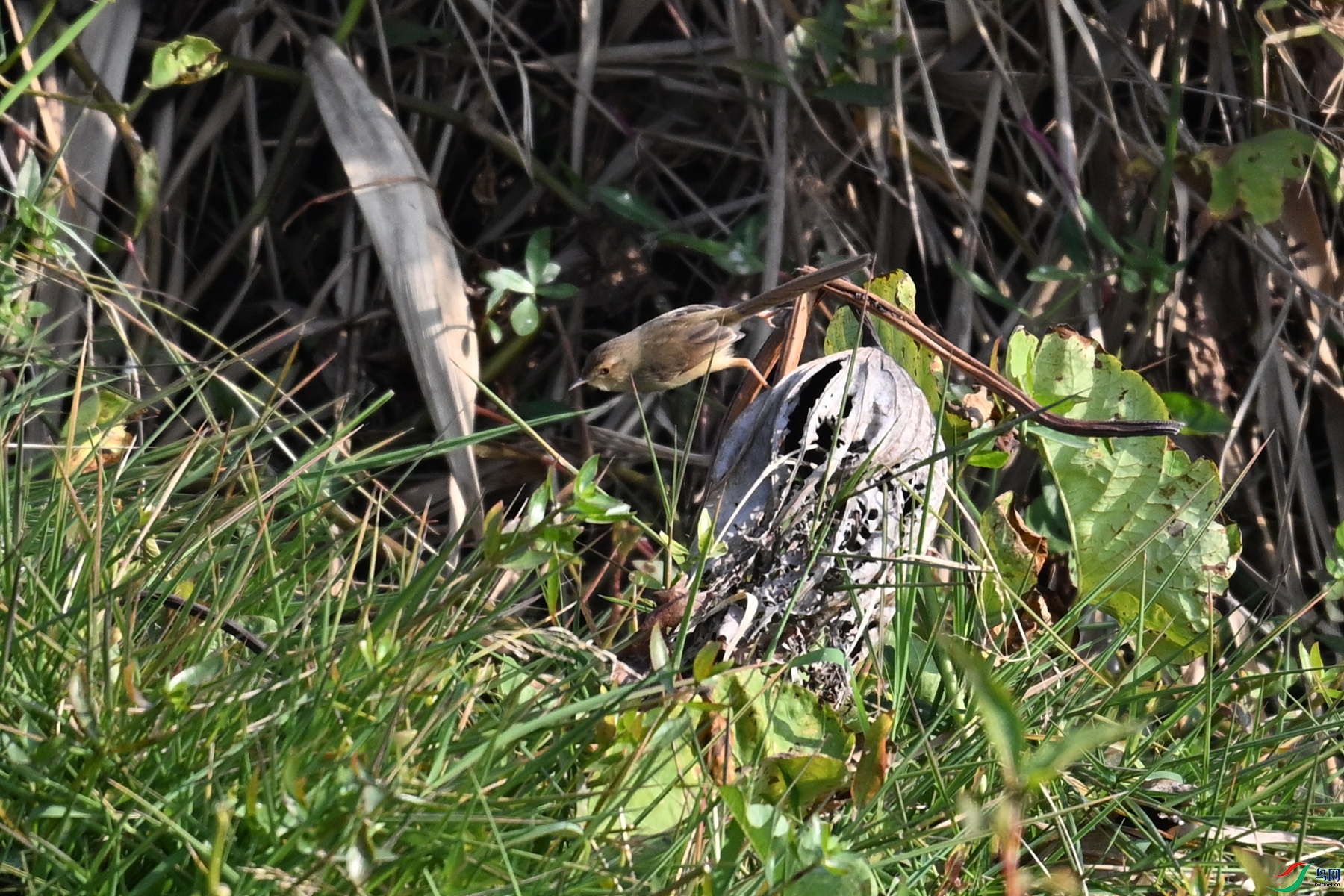 DSC_8235.JPG