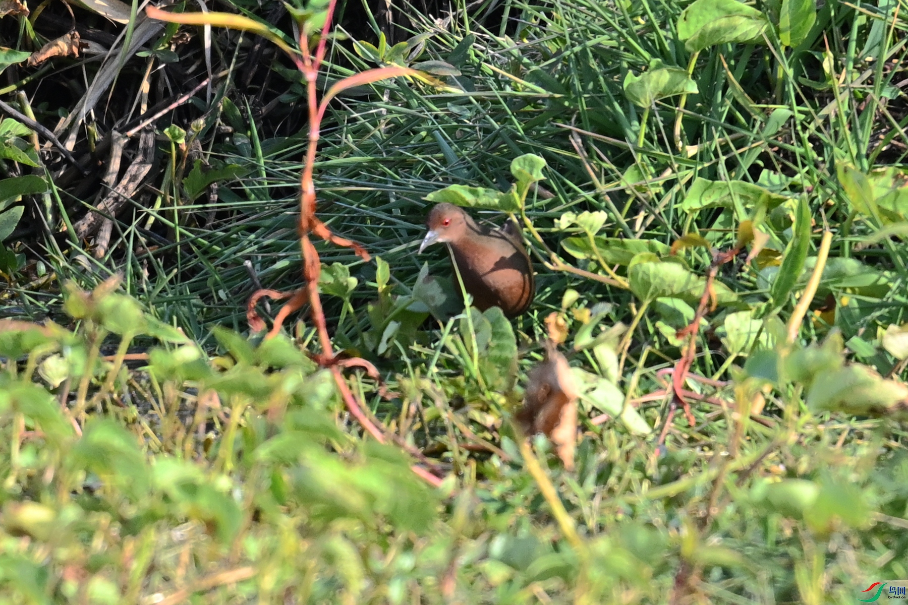 DSC_8224.JPG