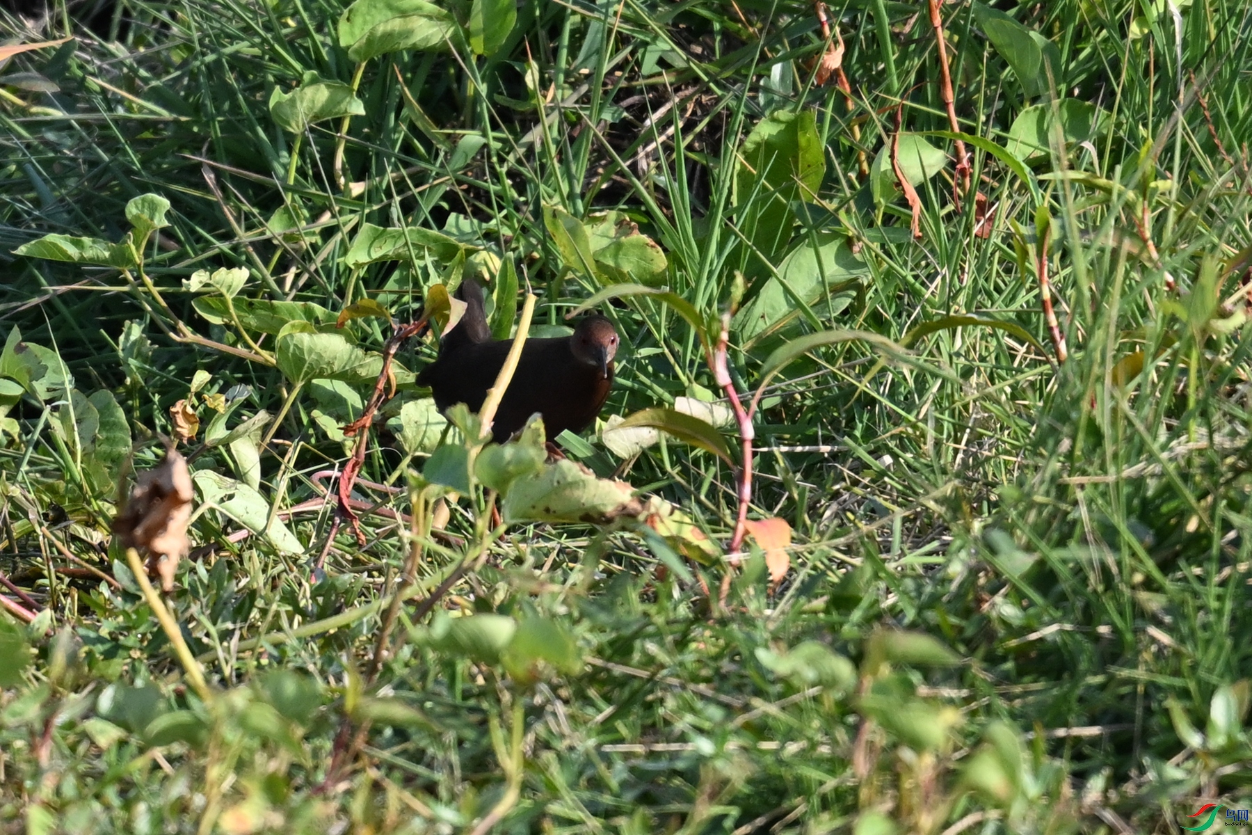 DSC_8228.JPG