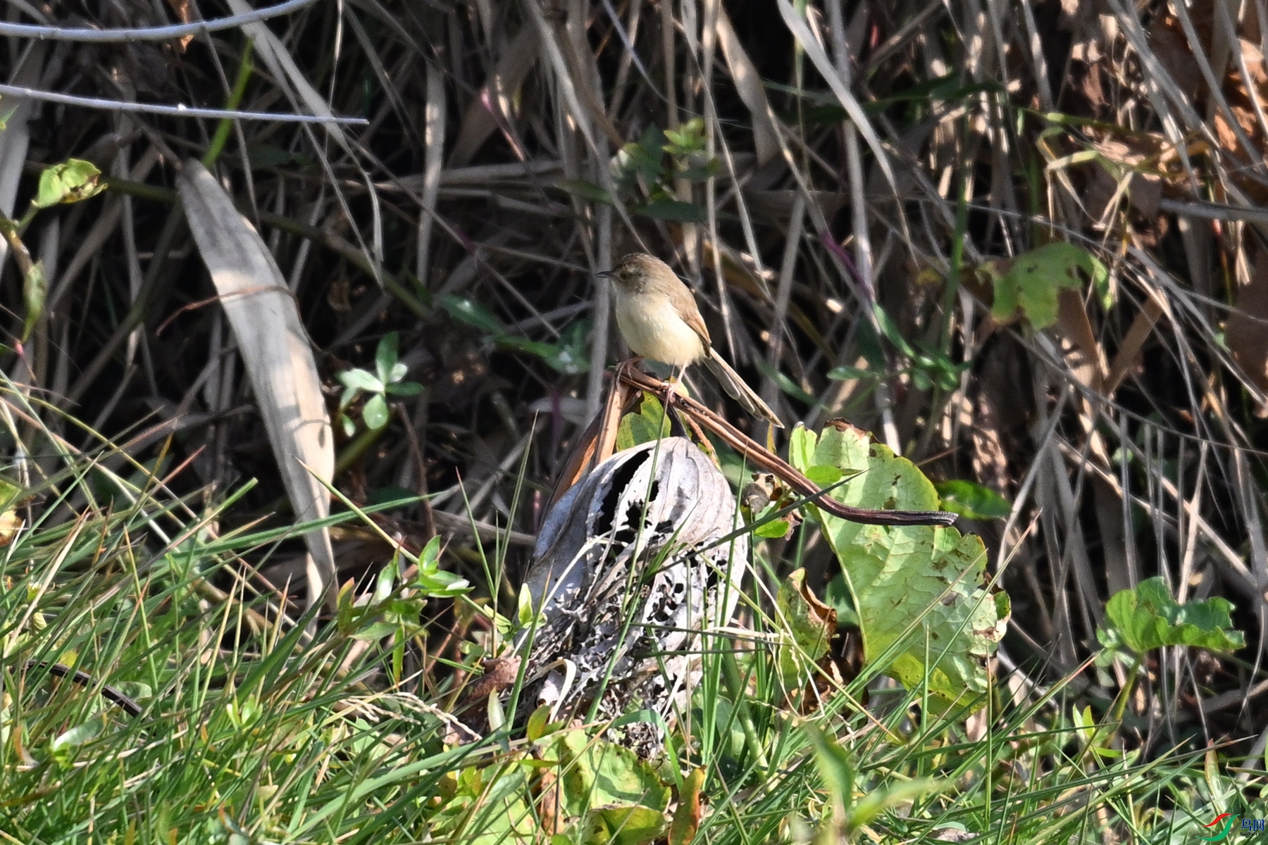 DSC_8232.JPG