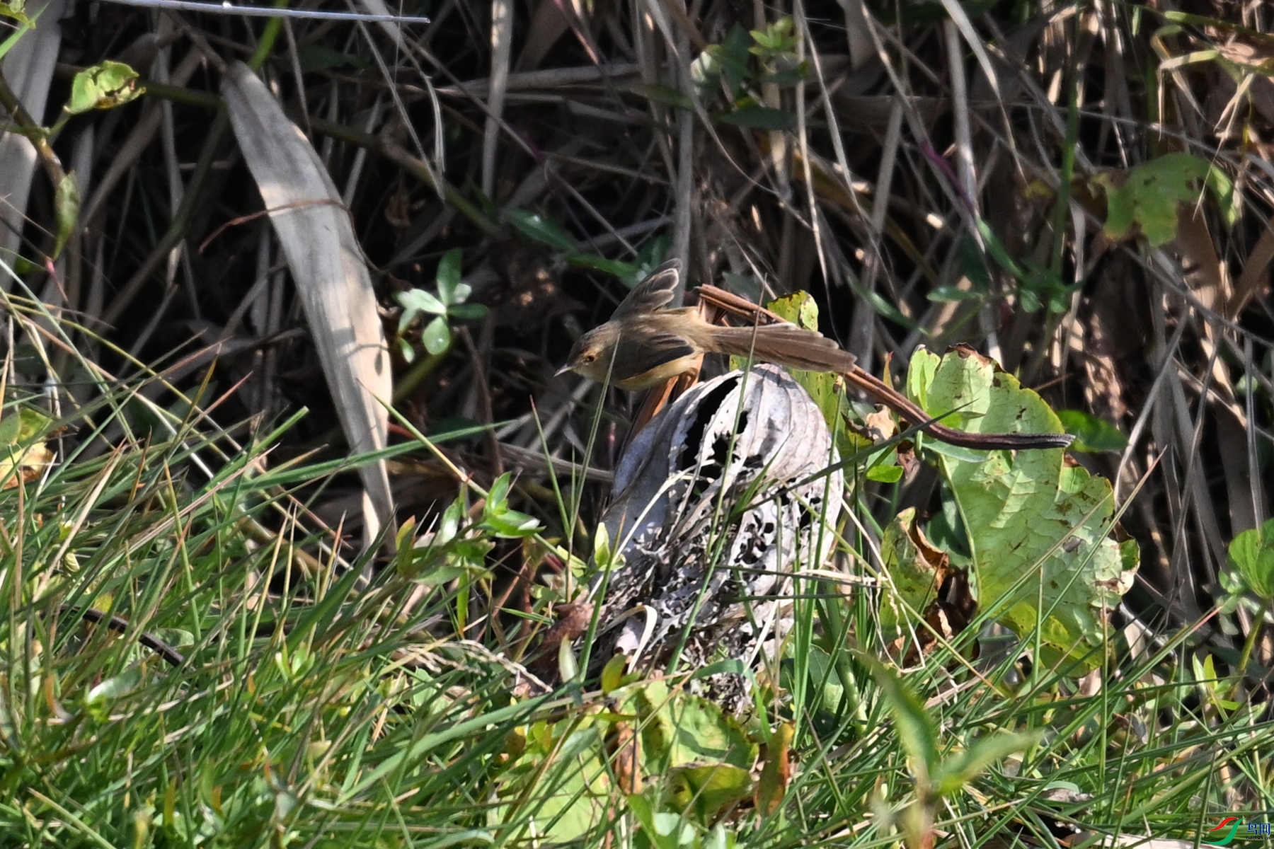 DSC_8234.JPG