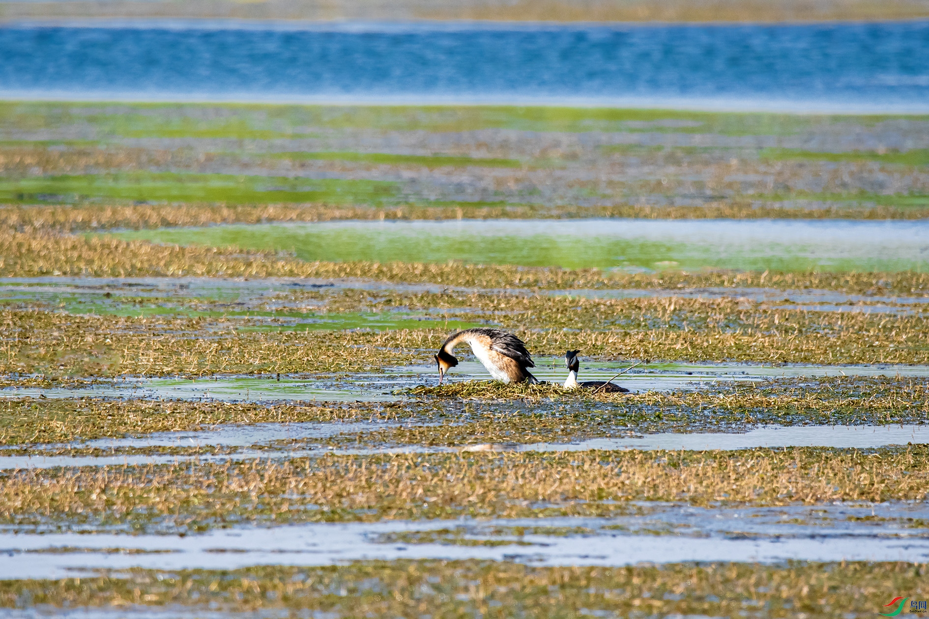 DSC_8109-2 ����.jpg