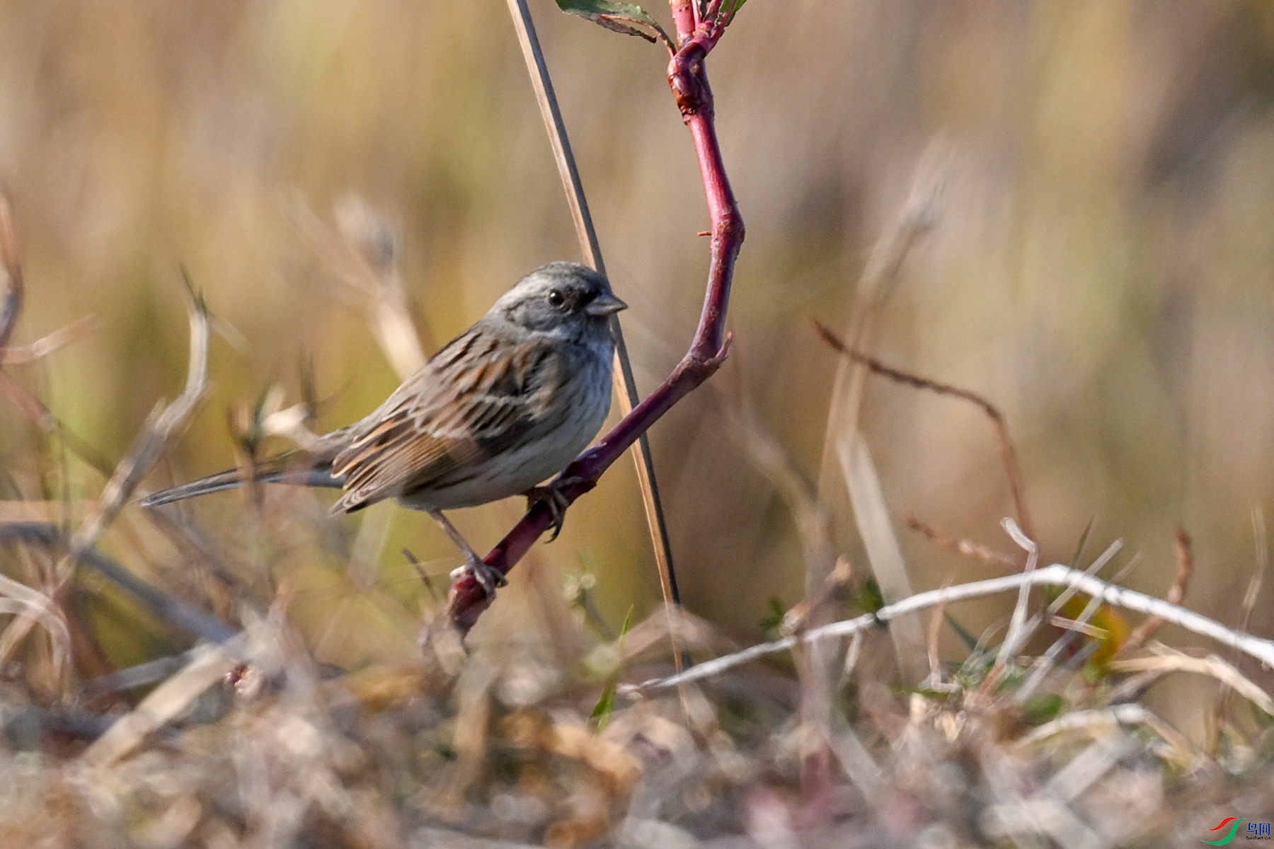 DSC_8256.JPG