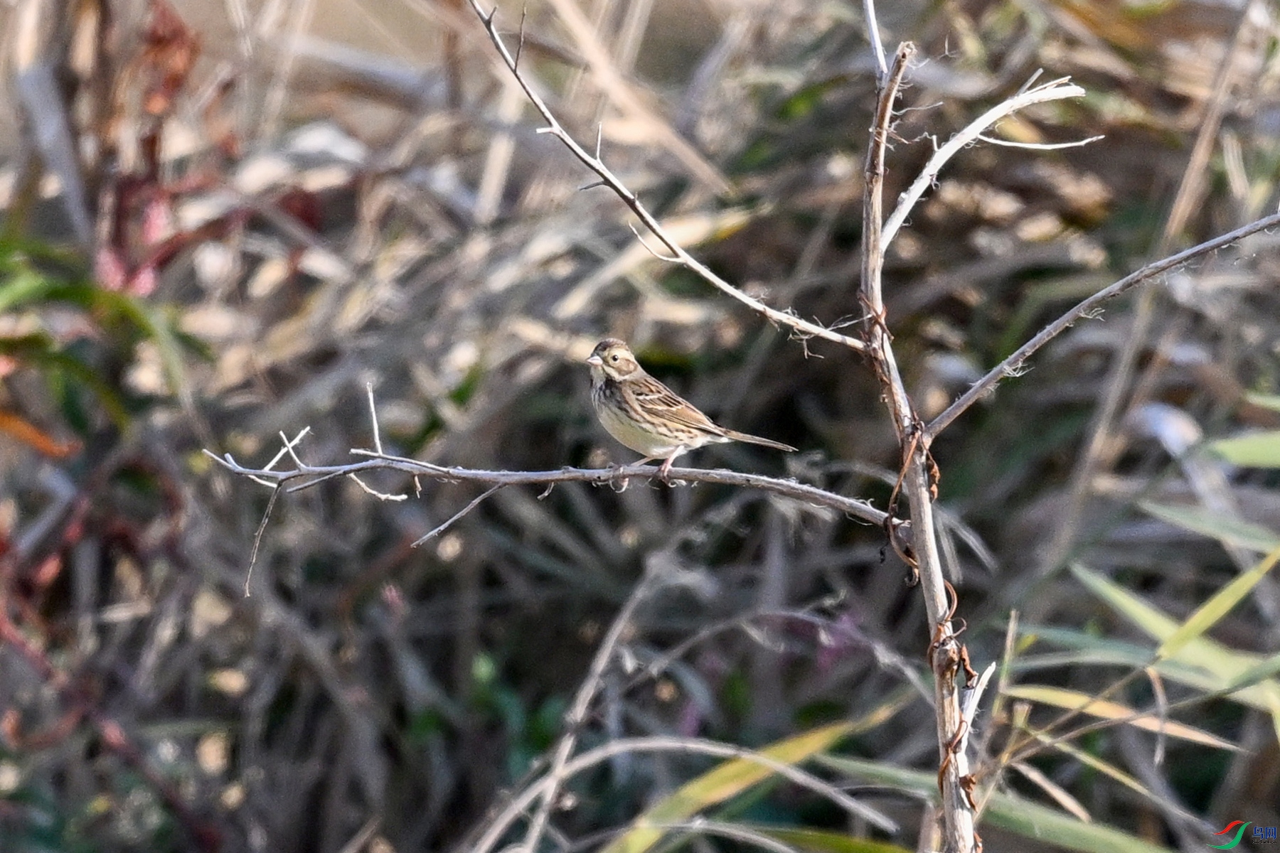 DSC_8260.JPG