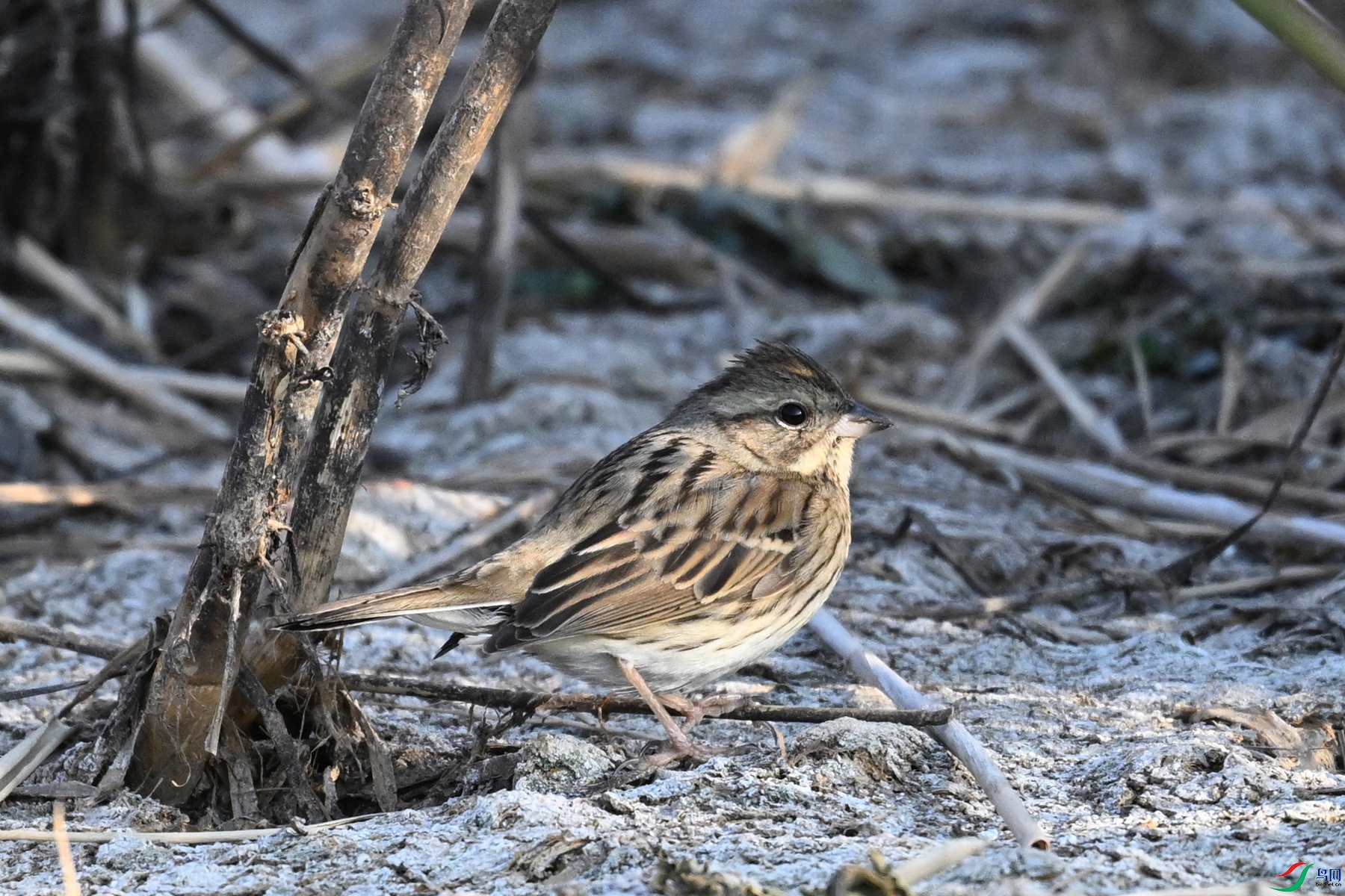 DSC_8263.JPG