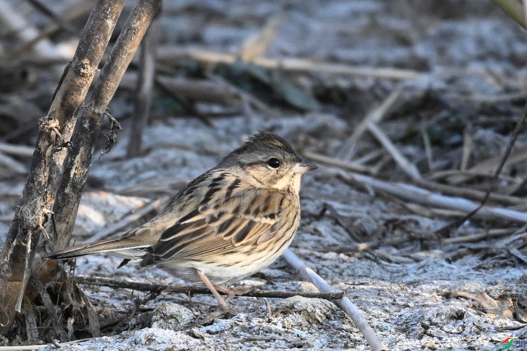 DSC_8264.JPG